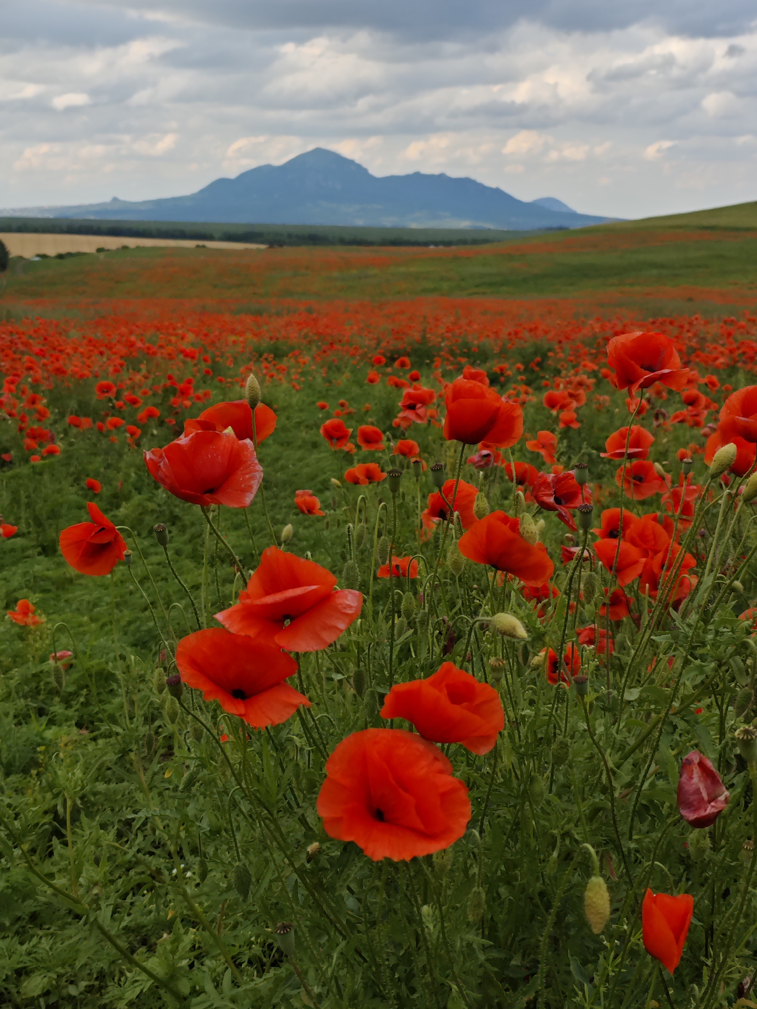 The image depicts a vast field of vibrant red poppies under a cloudy sky, with rolling green hills and a distant mountain range. The foreground is dominated by several large, individual poppies in sharp focus, showcasing their delicate petals and dark centers. The middle ground is a dense carpet of smaller poppies stretching towards the horizon. The background features a hazy landscape with trees, agricultural fields, and the distinctive silhouette of a mountain. The overall impression is one of natural beauty and serene rural scenery. The location is identified as Yutsa, Russia.