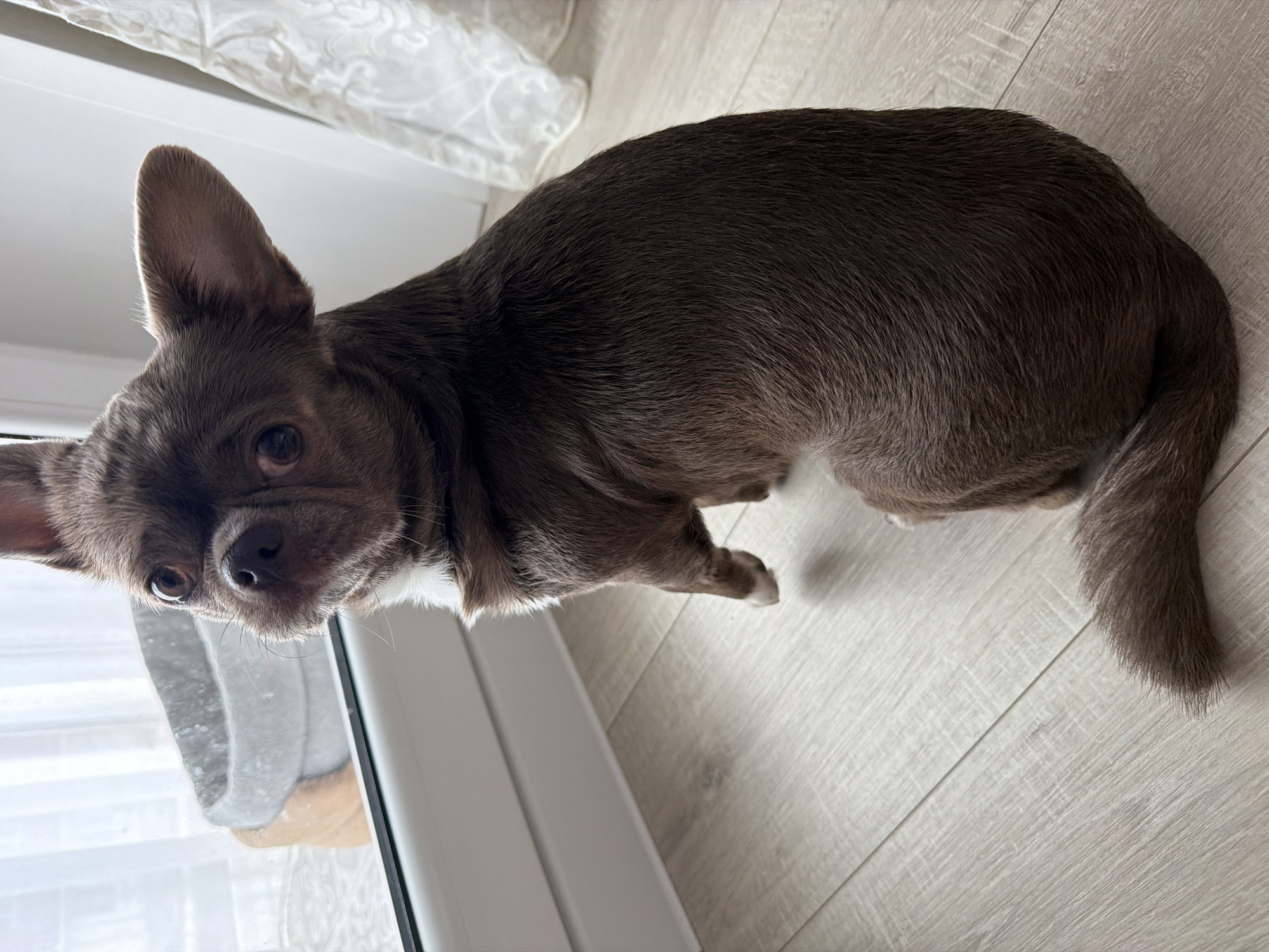 A medium shot captures a small, brown and white Chihuahua indoors. The dog stands on a light grey wood-patterned floor near a white window frame. A translucent, white curtain partially obscures the top left background. The dog's head is tilted, and it looks up and to the left. The dog's tail is visible, and one front paw has a white tip. The image does not show any indication of the city of Votkinsk, Russia.