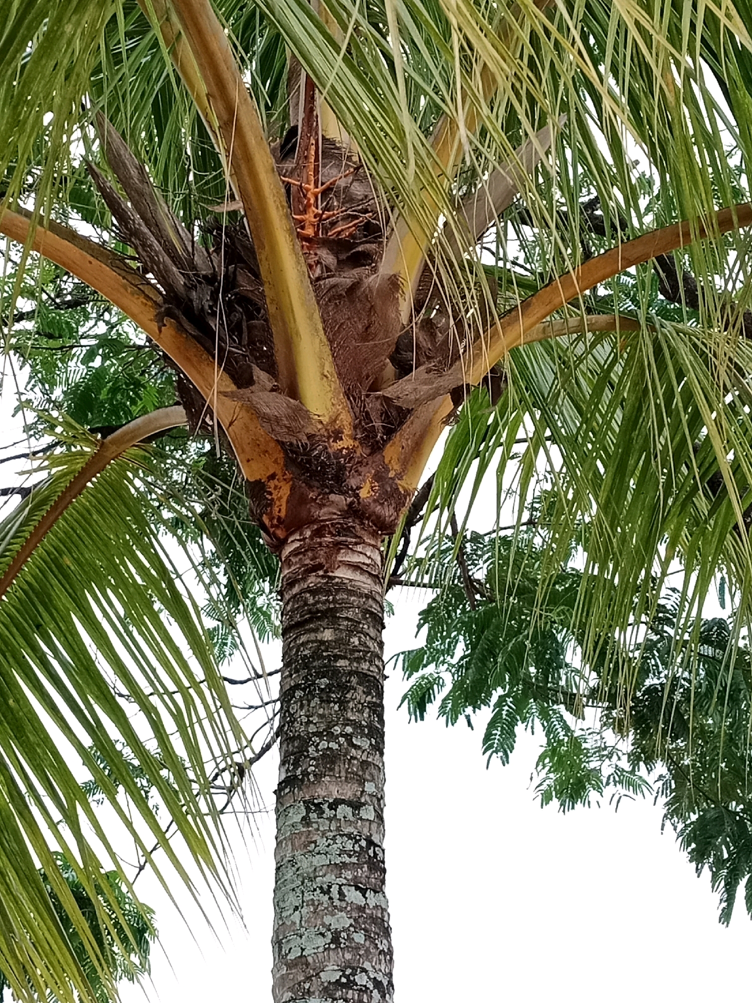 The image shows a close-up view of the trunk and fronds of a coconut palm tree. The trunk is rough and textured, with a greyish-brown color and patches of lichen. The base of the fronds emanates from the top of the trunk, with sturdy, yellowish-brown stems fanning out. The fronds themselves are long and green, with numerous slender leaflets that appear slightly damaged in places. In the background, out-of-focus green foliage from other trees is visible, along with a bright, overcast sky. The scene is likely captured from a low angle, looking upwards into the tree. The location is specified as Cibinong Hilir, Indonesia.
