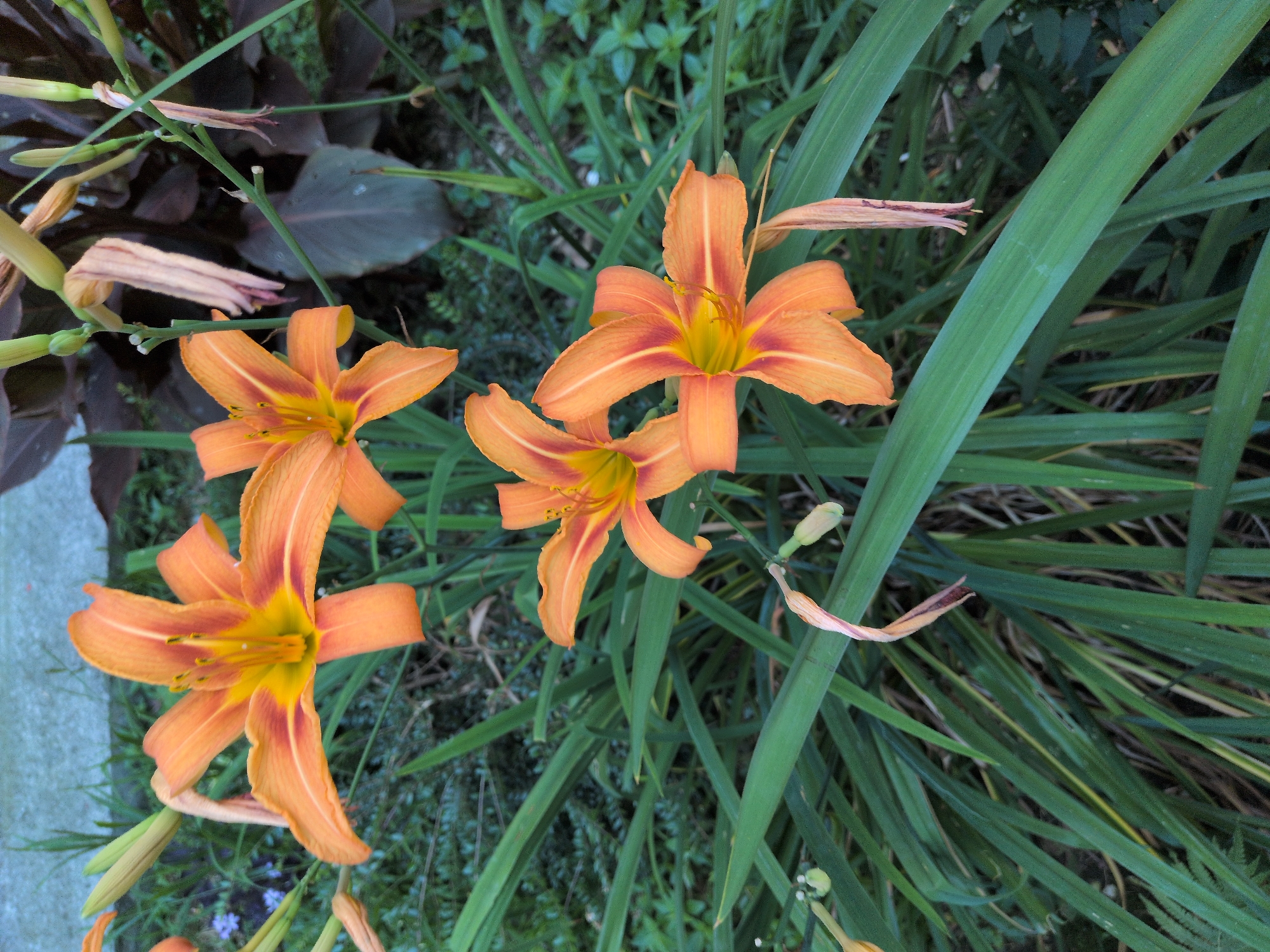 A close-up, eye-level shot captures a cluster of vibrant orange daylilies in bloom, surrounded by lush green foliage and grasses. The flowers, with their distinctive trumpet shape and yellow centers, dominate the foreground. Some buds are visible, hinting at more blooms to come. The background is a soft blur of green and dark purplish-brown foliage, suggesting a garden setting. The scene appears to be outdoors, with a hint of a paved surface in the upper left corner. The lighting is natural, indicating it might be daytime, and the focus is sharp on the flowers, with the background softly out of focus. The overall impression is one of natural beauty and tranquility. The location is identified as a garden in Sochi, Russia.