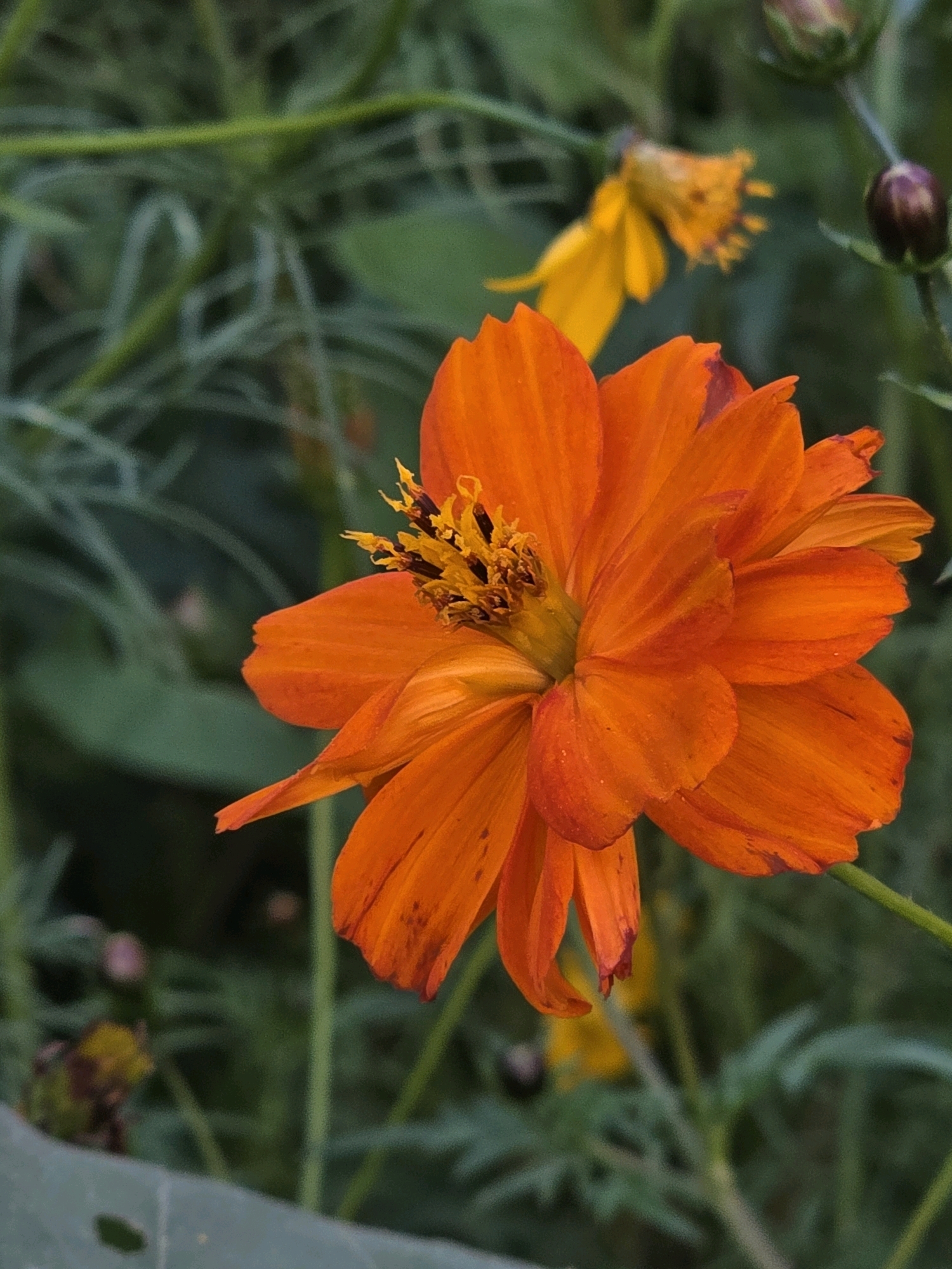 An extreme close-up shot focuses on a vibrant orange cosmos flower in bloom. The flower's petals, tinged with red at their edges, are fully unfurled, revealing a central disc of brown and yellow stamens. In the background, out of focus, a yellow flower, a dark bud, and lush green foliage are visible. The lighting suggests a natural outdoor setting, possibly a garden or park. There is no indication of the city of Речицы, Russia, or any specific location.