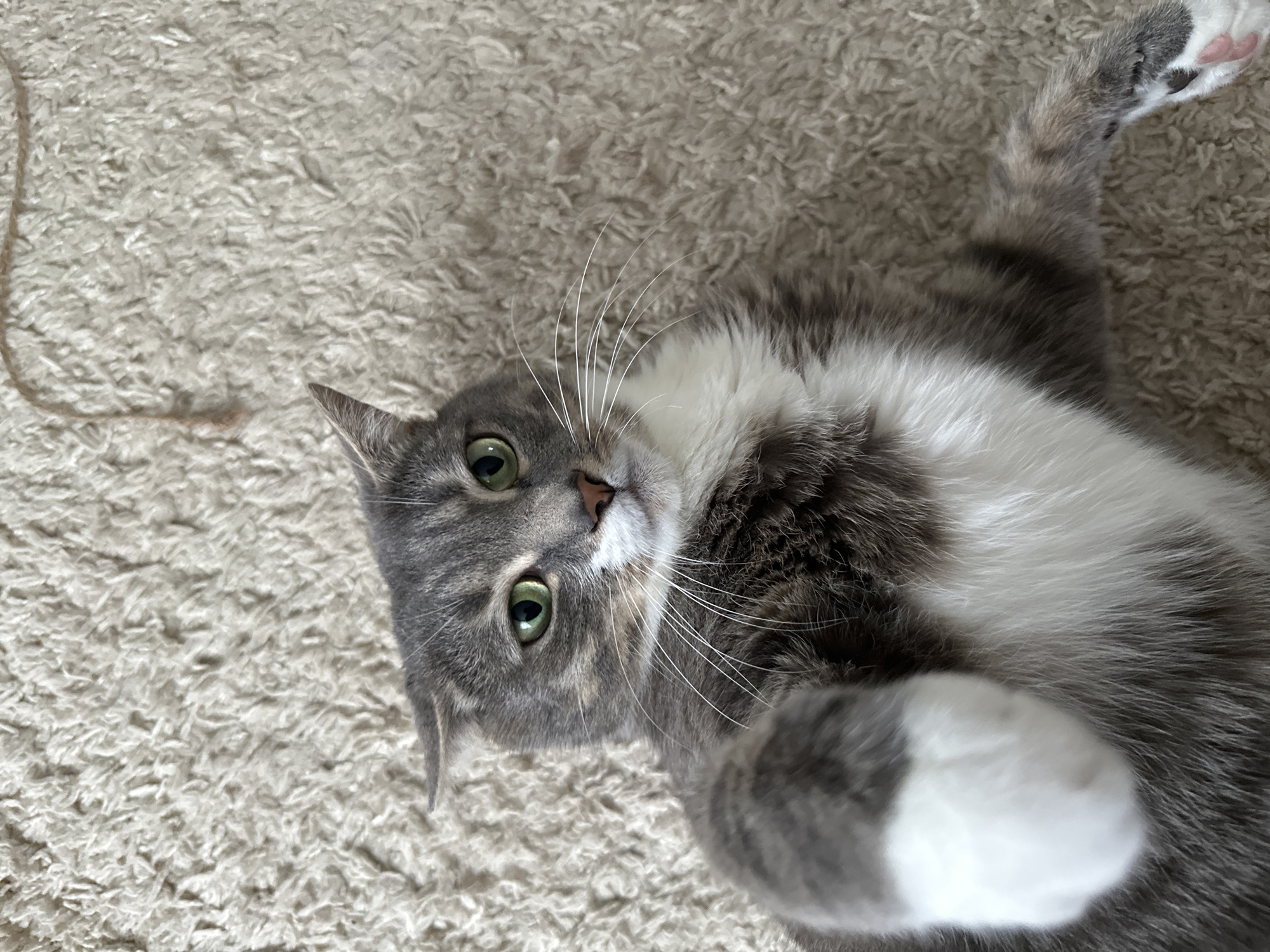 A gray and white tabby cat is depicted lying on its back on a light-colored, shaggy carpet, looking directly up at the camera. The cat's head is slightly tilted, and its bright green eyes are wide open, conveying a sense of curiosity or playful attention. Its white snout and prominent white whiskers are clearly visible. The fur is a mix of gray, with darker tabby stripes and patches, and soft white fur on its chest, belly, and paws. One outstretched paw with pink toe beans is visible in the upper right quadrant of the image. The cat's body is relaxed and spread out, suggesting a comfortable pose. The carpet texture is a dominant feature of the background, showing soft, deep pile fibers. A thin, light-colored string or thread can be seen on the carpet in the upper left corner. The lighting appears bright and even, likely indicating an indoor setting during the daytime. No text is visible in the image.