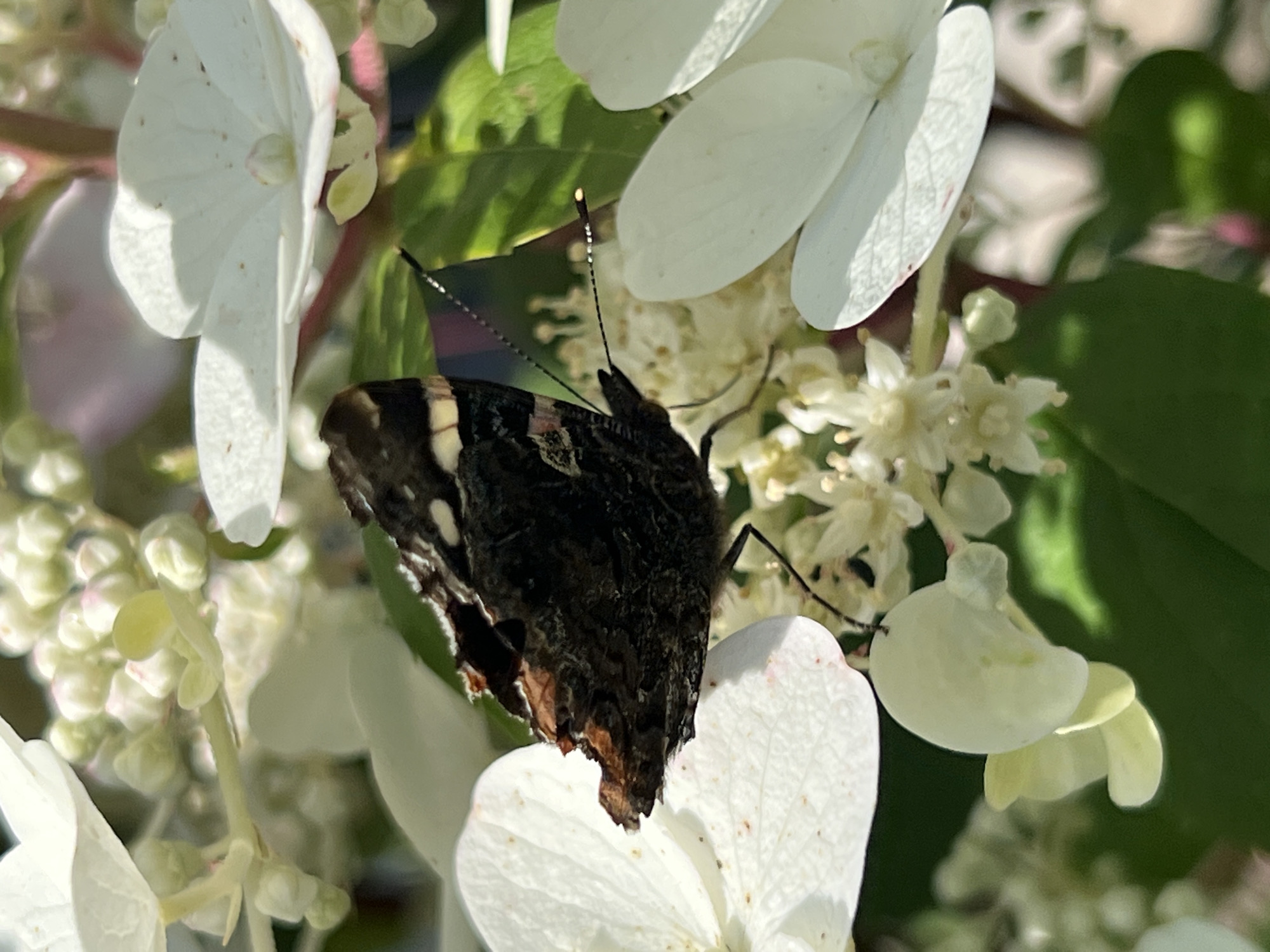 A close-up, side-profile shot captures a butterfly with dark brown and black wings, accented with white and orange markings, resting on a cluster of white flowers. The butterfly's body is dark, with visible antennae and legs. The flowers are delicate and clustered, with some showing hints of pink. The background is softly blurred, revealing green foliage and a hint of pink. The lighting suggests it is daytime and the butterfly is actively feeding or resting on the flower. The scene is set outdoors, likely in a garden or natural environment. There is no information to indicate the location is in Кадзінскі сельскі Савет, Belarus.