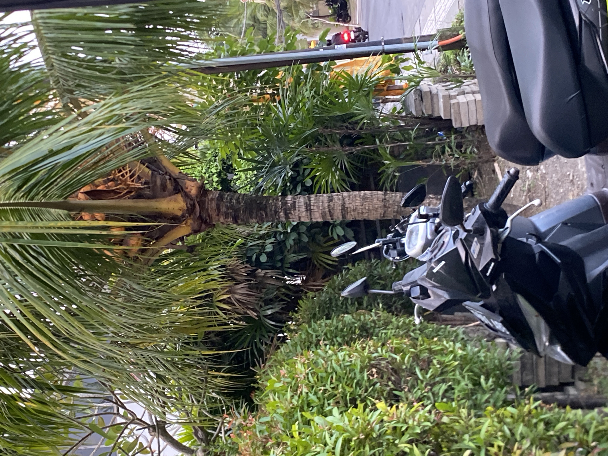 In the city of Mengwi, Indonesia, a black scooter is parked next to a cluster of lush green bushes and a palm tree. The scooter's seat is dark and appears to be made of leather. The palm tree has a thick, textured trunk and its fronds are a vibrant green. Beyond the palm tree, more greenery is visible, with some hints of lighter foliage and possibly a building in the background. The scooter's handlebars and mirrors are clearly visible, and the overall impression is that of a tropical urban setting. A street is visible to the right of the frame, with two motorcycles further down the road, one of which appears to be in motion. The sky is overcast.