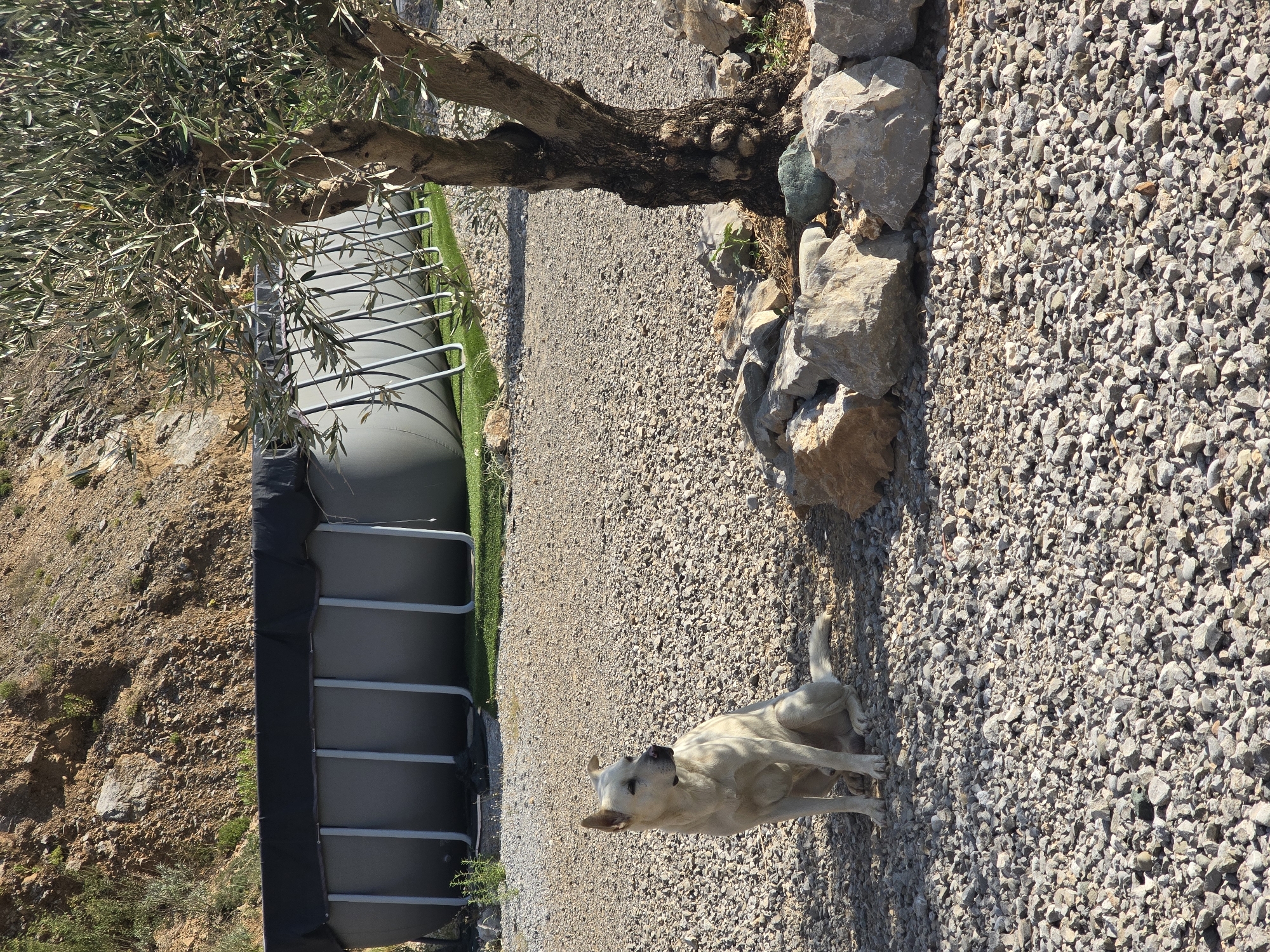 A light-colored dog sits on a gravelly surface next to an above-ground swimming pool covered with a black tarp. The dog is facing to the left. Behind the pool is a rocky, barren hillside. To the right of the dog and pool is a young olive tree with a rough, dark trunk. The scene appears to be in an outdoor, possibly rural, setting in Podgorica, Montenegro, characterized by its dry, rocky terrain and sunny conditions.