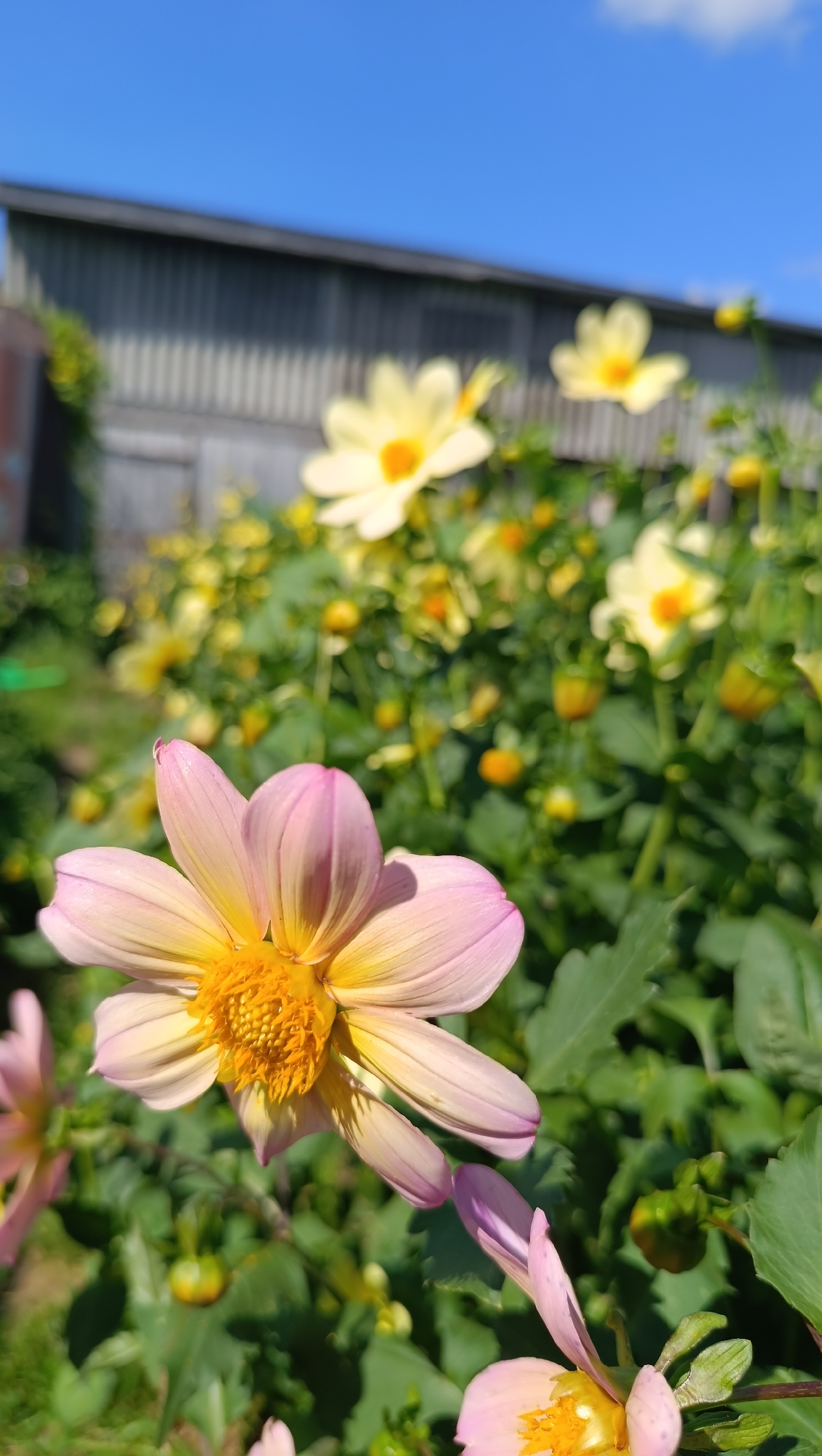 A vertical, close-up shot captures a cluster of dahlias with soft pink and yellow petals, set against a backdrop of a corrugated metal shed and a bright blue sky. The foreground flower is in sharp focus, its delicate petals fanning out to reveal a vibrant yellow center. In the mid-ground, a blurred field of yellow dahlias and green foliage creates a soft, dreamy effect. The shed, with its weathered gray surface, occupies the upper portion of the image, providing a stark contrast to the organic beauty of the flowers. The image appears to have been taken on a sunny day, with the sunlight casting subtle shadows on the petals. The location in the city of Karsha, Russia, is not visually evident in the image. There are no people or animals present.