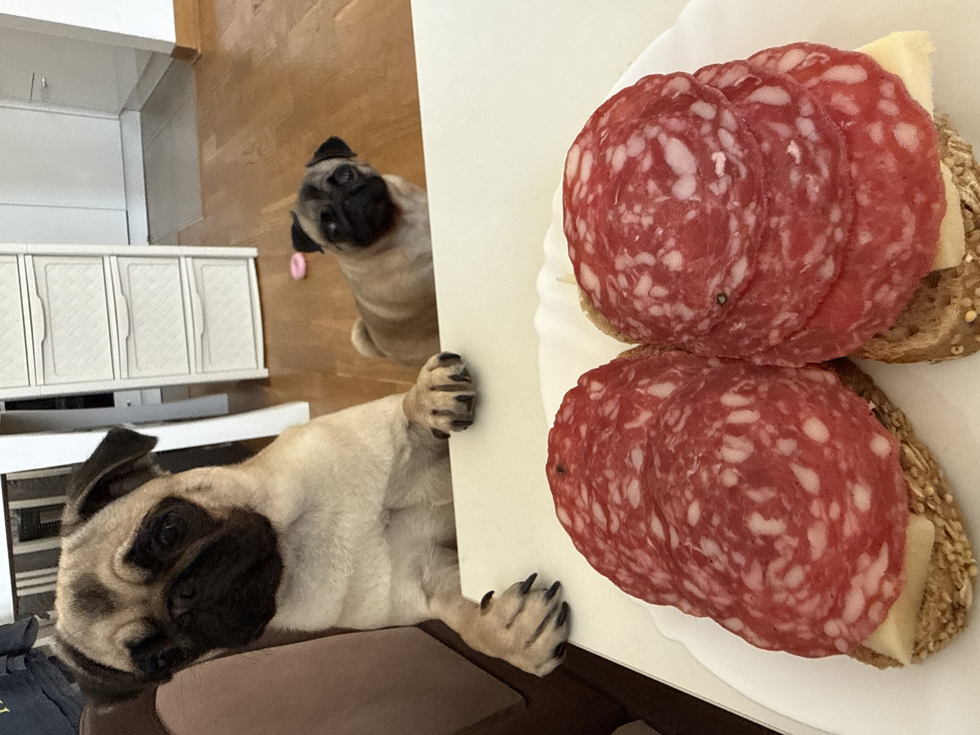 Two pugs are in a home setting, positioned in the foreground and mid-ground. In the foreground, a larger pug is seated at a white table, with its front paws resting on the surface. In front of the pug are two open-faced sandwiches, each topped with several slices of salami and a slice of cheese on whole-grain bread. In the mid-ground, a second, smaller pug is standing on a wooden floor, looking towards the viewer. The background shows a domestic interior with white furniture, including a chest of drawers and a portion of a kitchen area with cabinets and a countertop. The lighting suggests an indoor environment.