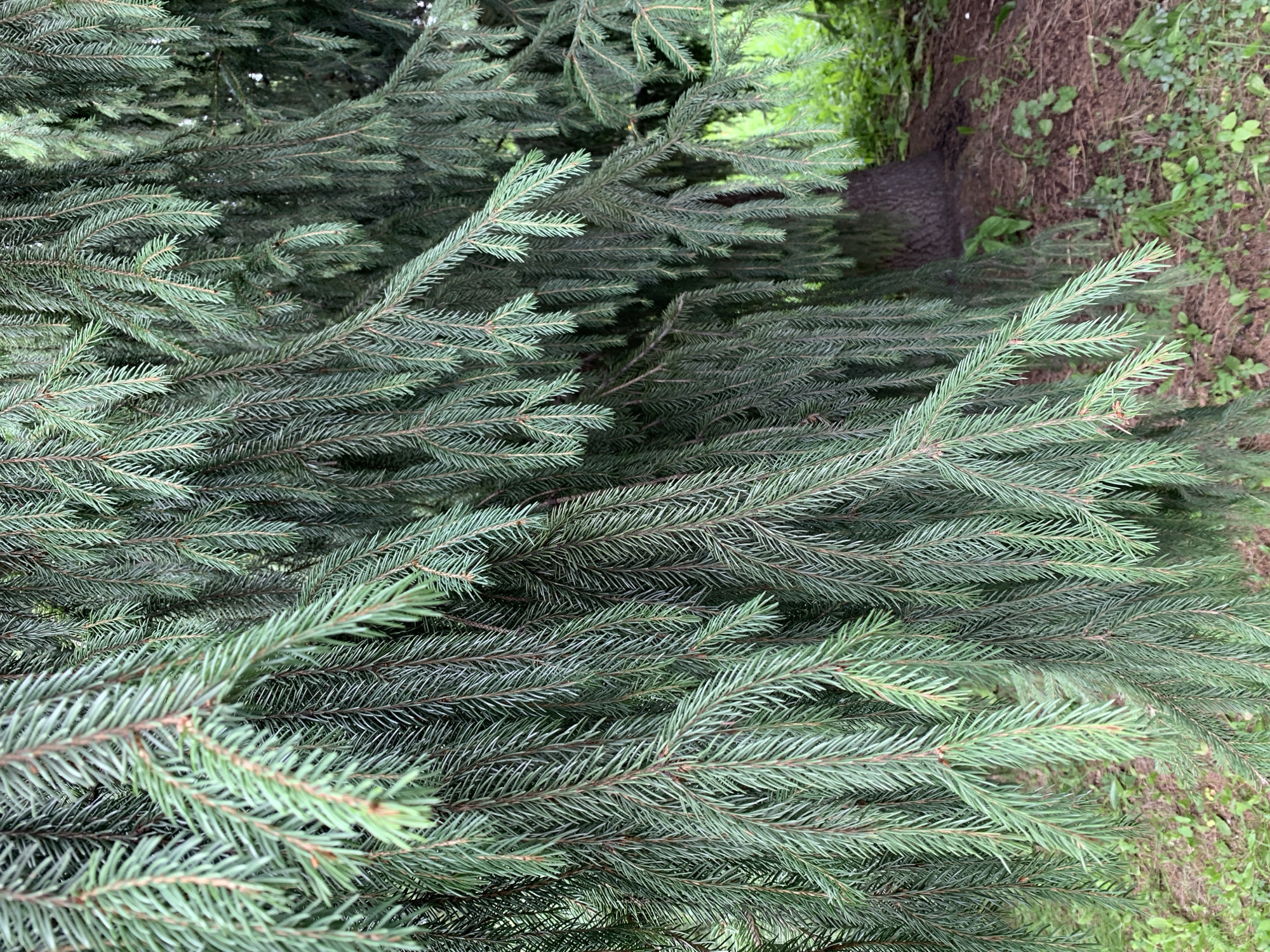 A close-up, eye-level shot showcases the dense, drooping branches of a spruce tree. The needles are a deep green, tightly packed, and appear fresh. The foreground is dominated by these branches, obscuring much of the background. Visible in the lower right quadrant is the tree's thick, rough bark, and the forest floor covered in brown pine needles and sparse green vegetation. The lighting suggests an overcast day. The image was captured in Prokopyevsk, Russia.