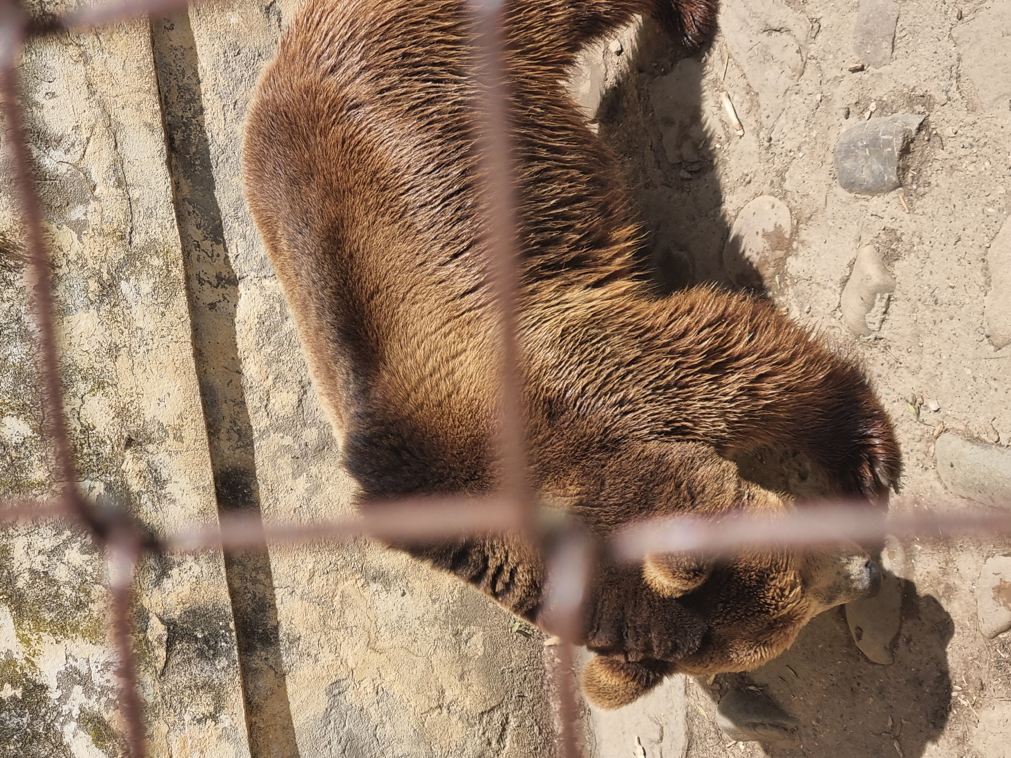 An eye-level, medium shot depicts a brown bear viewed from above, behind a metal fence. The bear is positioned on a concrete ground surface, which also contains small rocks and debris. The location appears to be the Pleven Zoo in Pleven, Bulgaria, based on the visual elements of the environment.