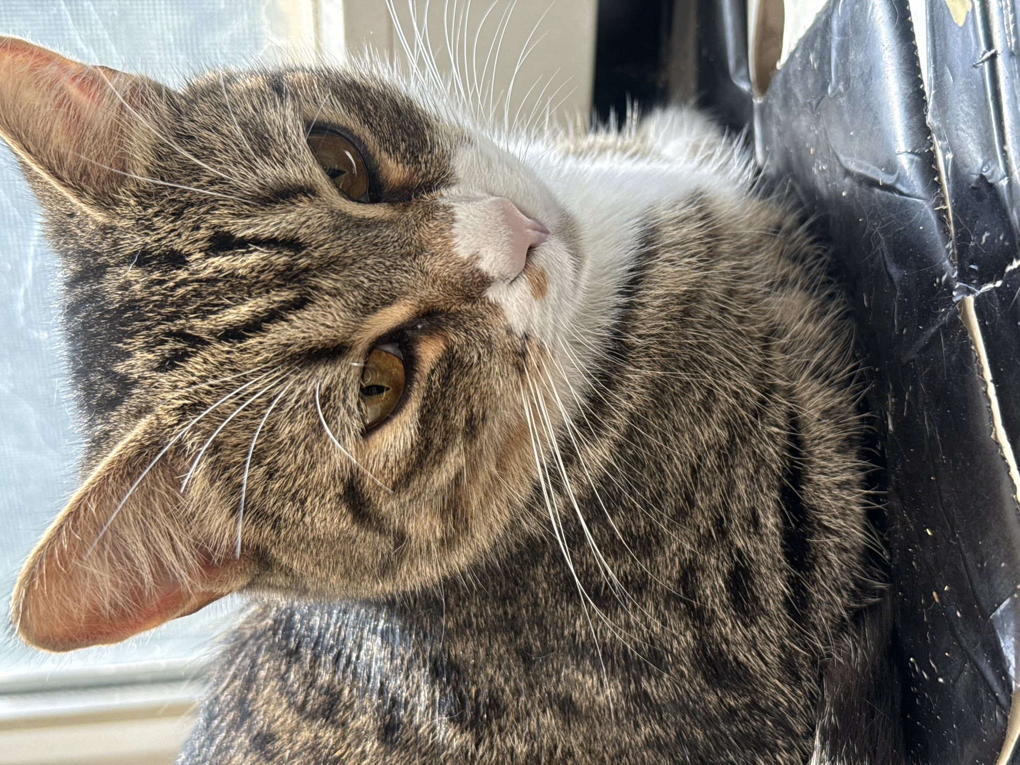The image shows a close-up of a tabby cat's face. The cat has brown, black, and white fur with prominent stripes on its head and body. Its eyes are a warm amber color. The cat is resting on a dark, textured surface. The background is blurred and appears to be a window with light filtering through. There is no identifiable information to place this image within Simferopol, Ukraine, or any specific urban environment.