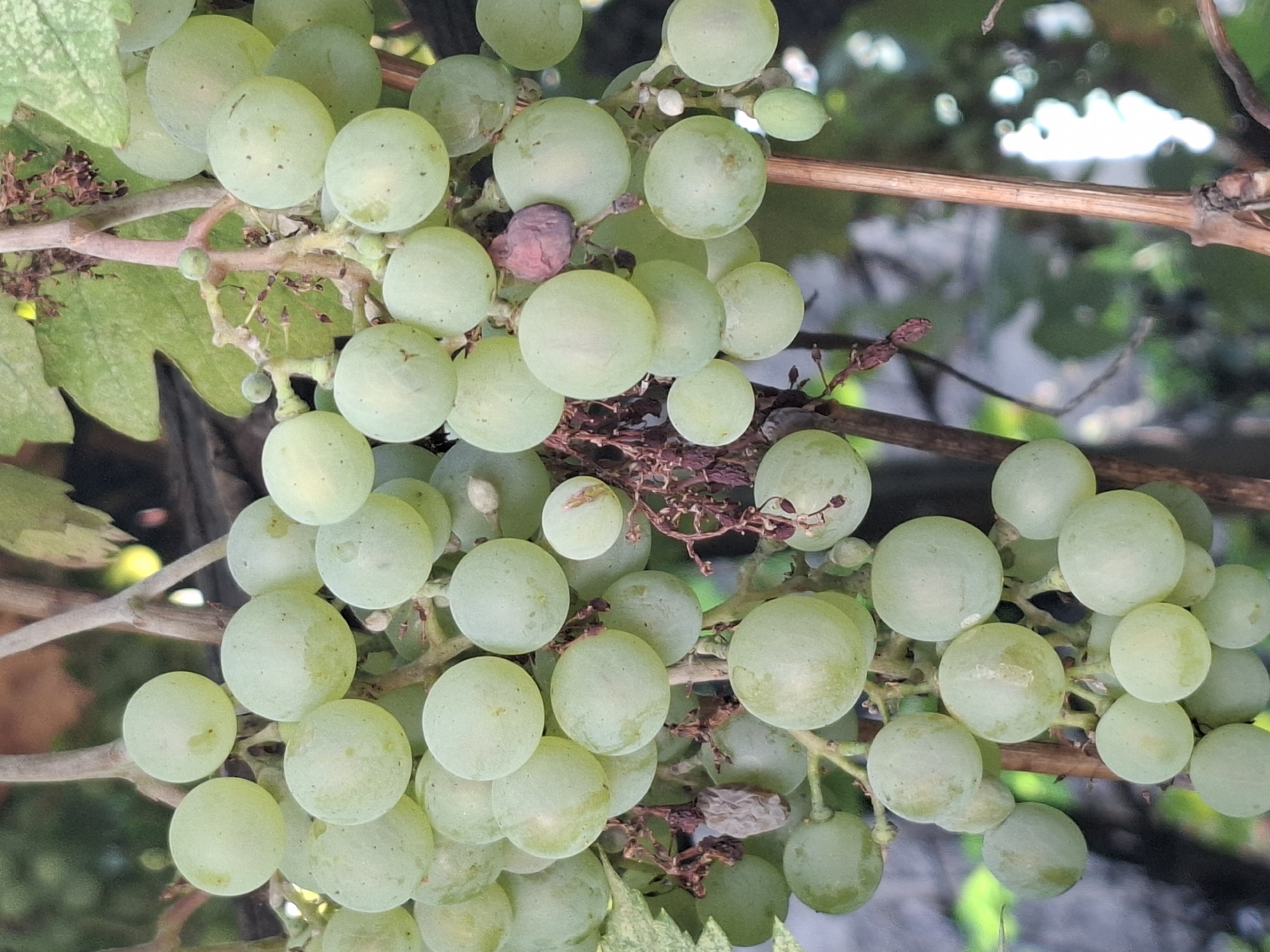 A close-up, eye-level shot shows a cluster of unripe green grapes hanging from a vine. The grapes are round and smooth, with a light green hue and some showing a dusty bloom. The vine branches are thin and brown, with some dry, shriveled remnants of old flowers or leaves attached. In the background, blurred green foliage and brown branches suggest an outdoor setting, possibly a garden or vineyard. The image is shot in Almaty, Kazakhstan, as indicated by the metadata.