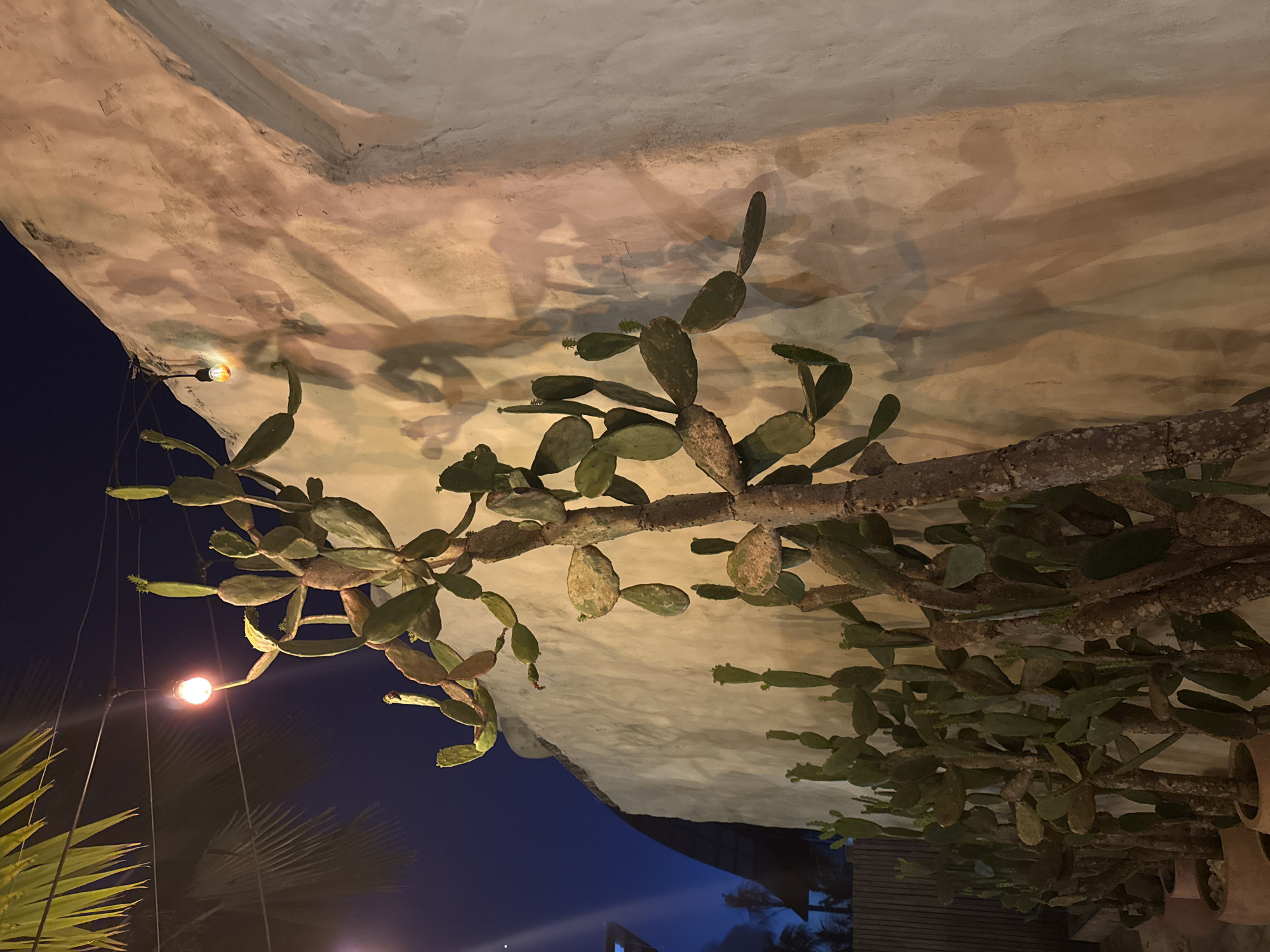 The image presents a unique view of what appears to be a horticultural installation under a large, textured, and somewhat rounded white ceiling. The dominant elements are various cacti growing from what seem to be branches or supports secured to the ceiling. The cacti are primarily green with visible pads and stems.
The scene is lit in a way that suggests it's either dusk or nighttime, as the sky visible at the bottom of the frame is a deep blue. There are artificial light sources as well, including a small light fixture with a visible bulb, possibly illuminating part of a palm tree's fronds visible in the bottom left corner.
Beyond the cacti and the supporting structure, there are hints of other architectural features and perhaps more vegetation in the lower portion of the frame, although these are less distinct. The general impression is that of a creative and possibly unconventional botanical display in an urban environment.