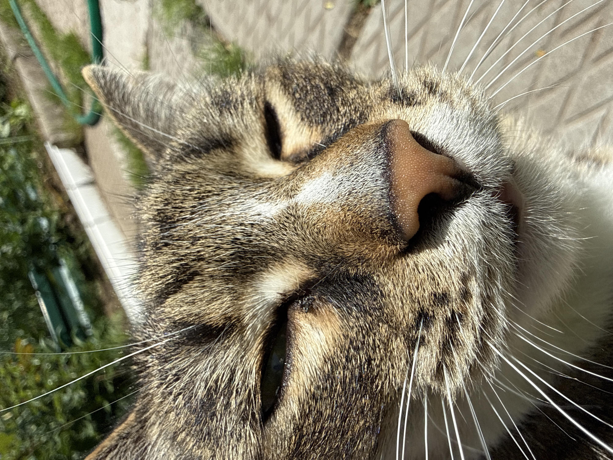The image is a close-up, eye-level shot of a domestic short-haired cat outdoors. The cat has tabby markings in brown, black, and white fur. Its eyes are partially closed, giving it a relaxed or sleepy appearance. The cat's nose is pink and speckled. The background is blurred but suggests an outdoor setting with greenery and a paved surface. The lighting indicates it is daytime, likely sunny. The image does not provide any specific information about the city of Votkinsk, Russia, or any human presence.