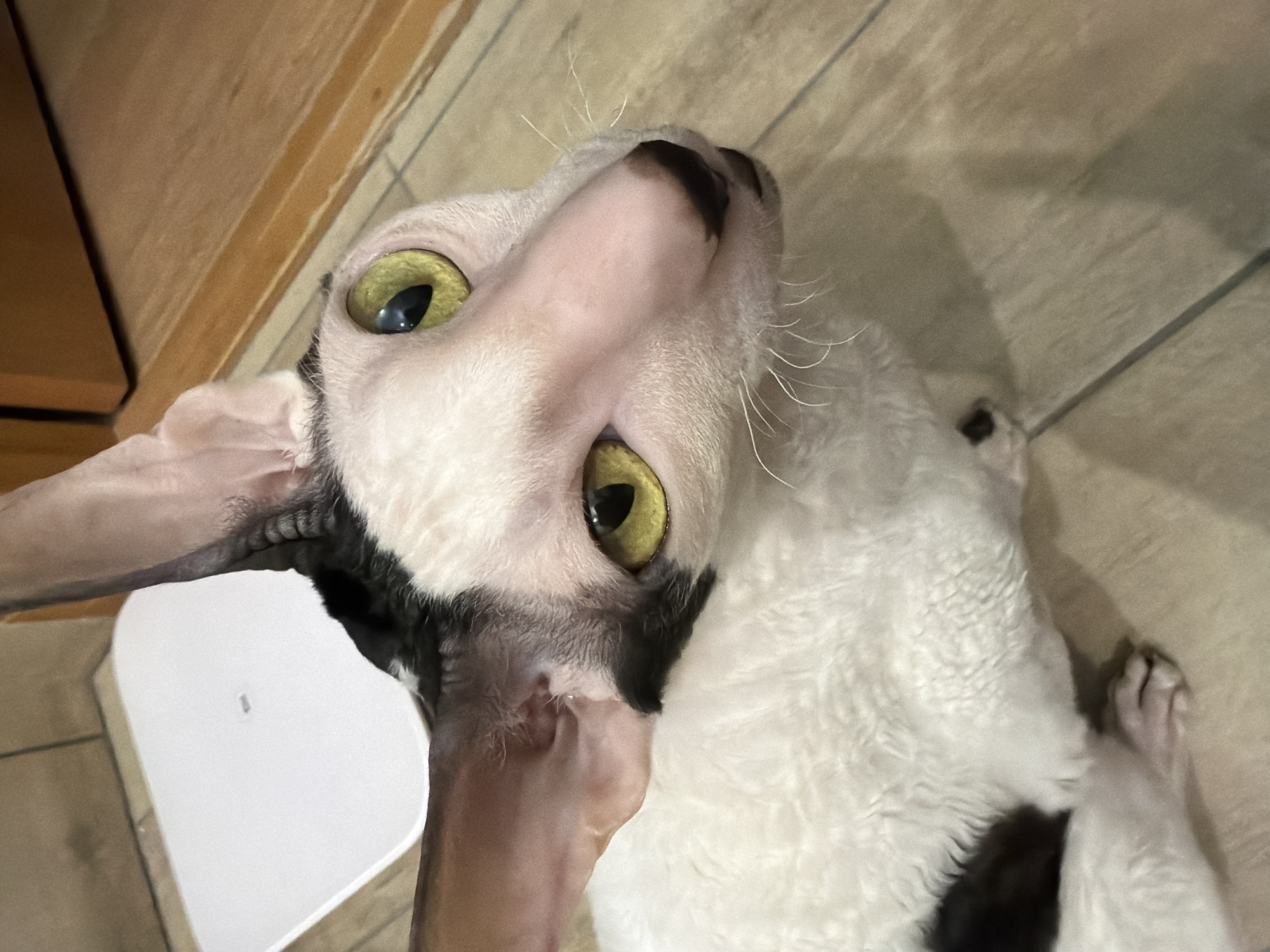 A close-up, high-angle shot shows a white Cornish Rex cat with black markings around its eyes and ears. The cat has large, yellow-green eyes and prominent ears. Its fur appears wavy and short. The cat is positioned on a light-colored, wooden floor. In the background, a white object, possibly a scale or a tray, is visible, along with a wooden cabinet or doorframe. The lighting suggests an indoor environment. There is no indication of the location being Yekaterinburg, Russia.