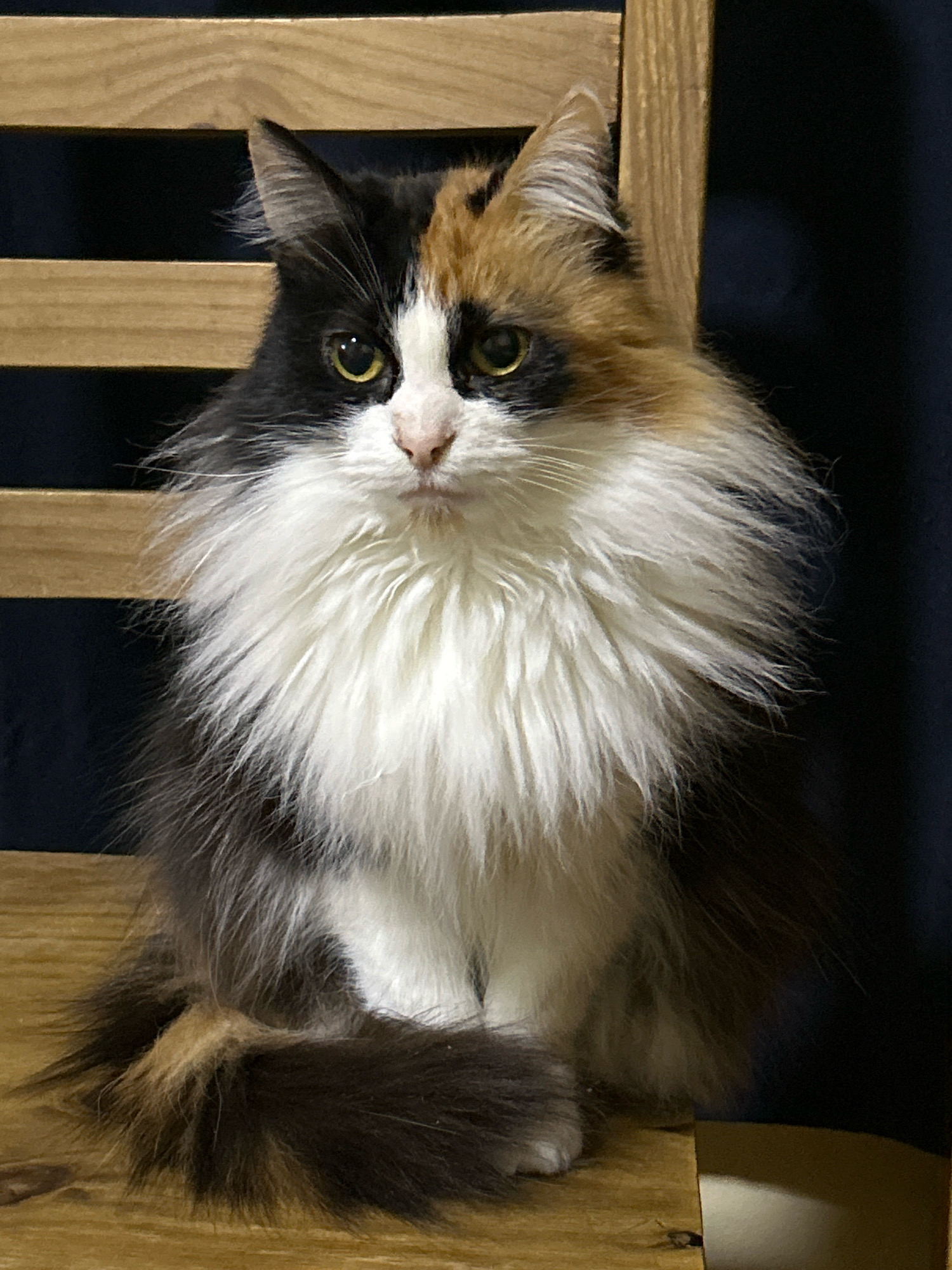 A long-haired calico cat with black, white, and orange patches sits on a wooden chair in front of a dark blue backdrop. The cat's eyes are open and yellow, and its mouth is slightly parted. The chair has a slatted back and seat. The scene is indoors. The cat is the sole subject of the image. The image does not provide any information about the location in the city of Buenos Aires, Argentina.
