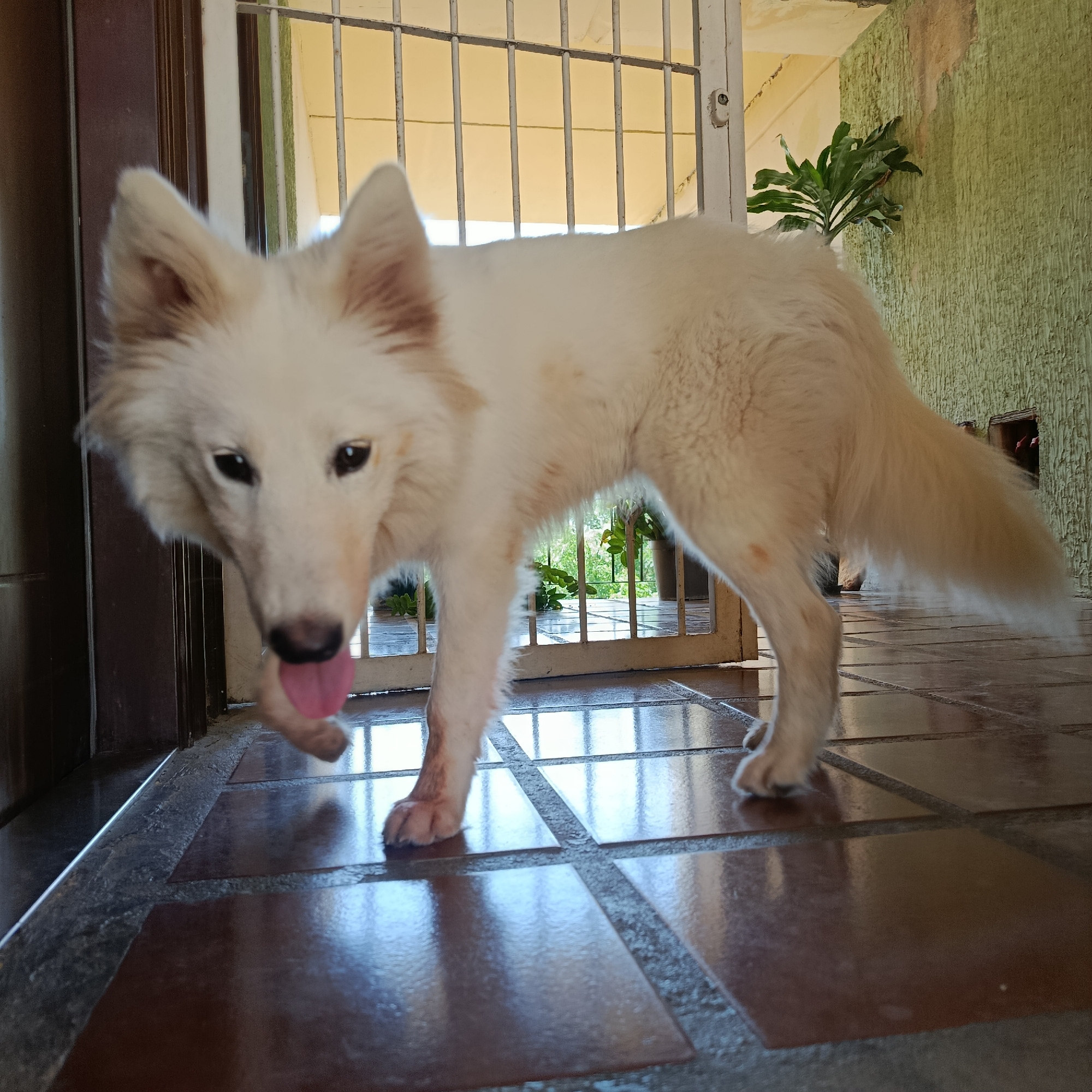 A white dog stands on a tiled floor in a location identified as Los Guayos, Venezuela. The dog is facing the viewer and has its tongue protruding from its mouth. The dog appears to be indoors near an open doorway with a metal gate. Beyond the gate, foliage and greenery are visible. Part of a plant is visible to the right, against a wall with textured, greenish paint.