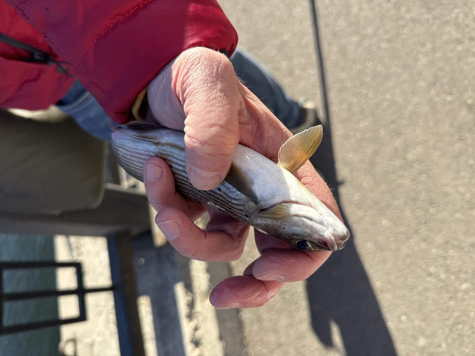 A person is holding a small, silver and white fish in their hand. The person is wearing a red jacket and blue jeans, and they are standing on a paved surface. The background appears to be outdoors. It is not possible to determine the location as Krasnoyarsk, Russia based on this image alone.