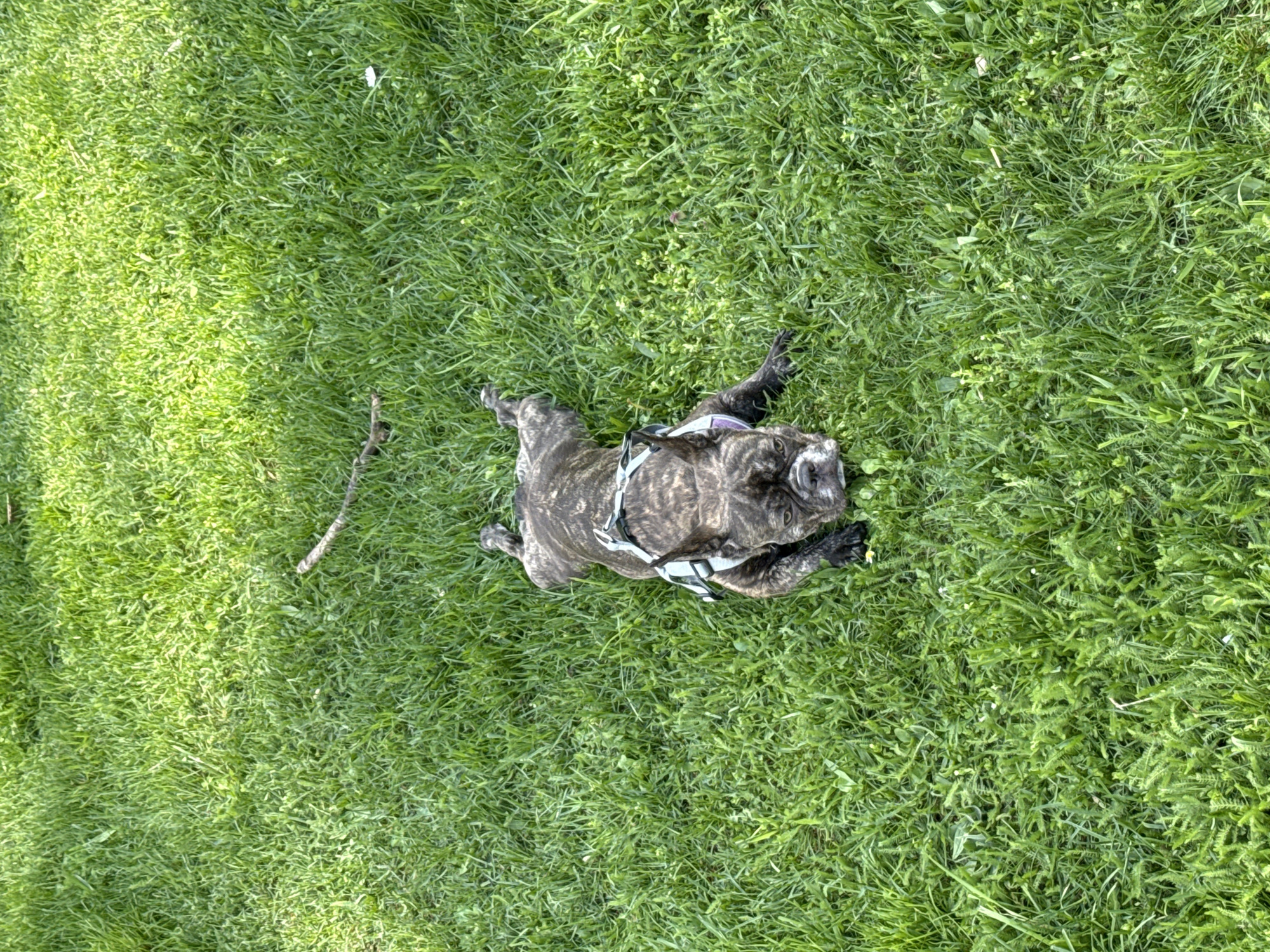 A brindle bulldog with a light-colored harness lies belly-up on green grass. A small stick is nearby on the grass. The location is not discernible from the image.