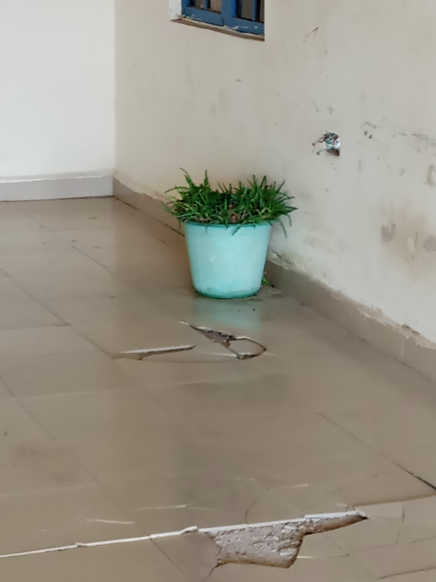 The image depicts a floor with cracked tiles and a potted plant with green foliage, situated in an indoor or covered outdoor space. The wall behind the plant is painted a light color and shows some signs of wear and tear. A blue-framed window is partially visible at the top of the frame. The lighting suggests an overcast day or an indoor setting with diffused light. The cracked tiles indicate a need for repair. The scene does not contain any individuals or any specific indicators of the city of Jalingo, Nigeria.