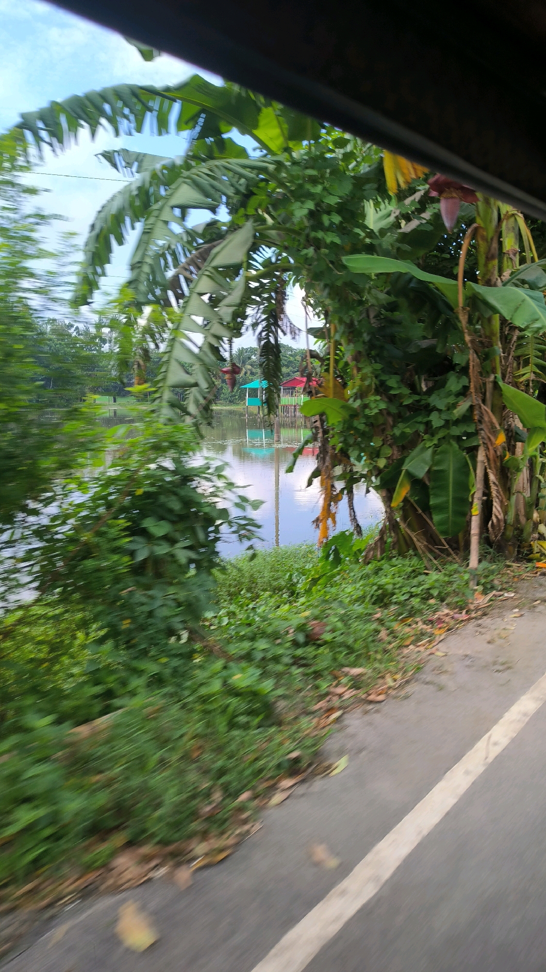 The image depicts a roadside view of a tranquil body of water, likely a pond or a slow-moving river, located in Begumganj Upazila, Bangladesh. The water's surface reflects the sky and surrounding vegetation, creating a serene atmosphere. On the far side of the water, two small, elevated structures are visible; one is painted green and the other red. These structures appear to be simple huts or gazebos, possibly used for leisure or as resting spots.
The foreground is dominated by lush, green vegetation, including large banana leaves that hang over the water's edge, suggesting a tropical or subtropical environment. The plants are dense and appear to be growing wild, characteristic of the rural landscape often found in such regions. A paved road runs alongside the vegetation, with a white line marking its edge. The road appears to be a typical rural pathway, and the presence of fallen leaves suggests it is an outdoor area. The overall impression is one of natural beauty and a peaceful rural setting within Begumganj Upazila.