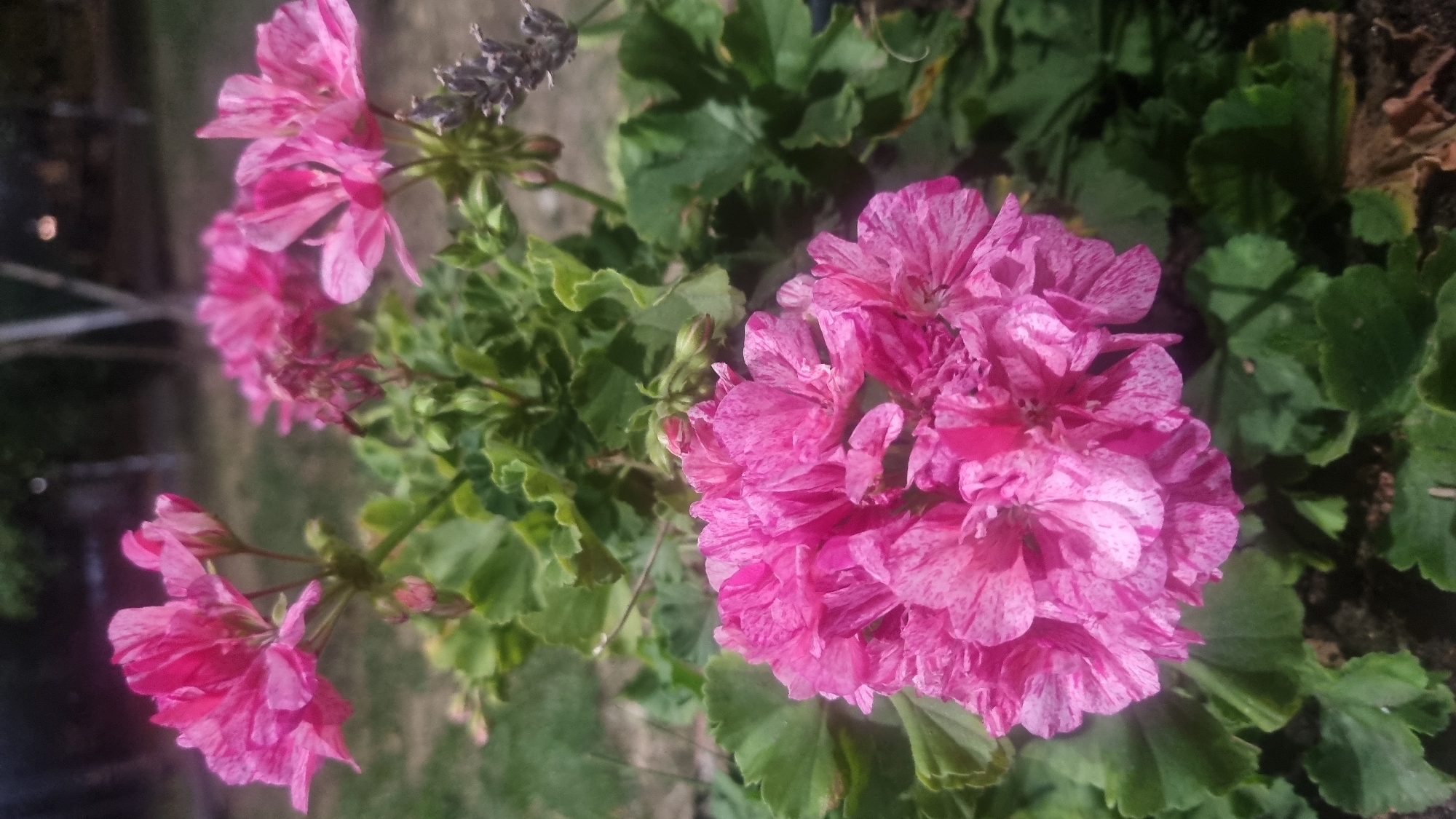 A close-up, vertical shot captures a cluster of vibrant pink and white variegated geranium flowers in bloom. The flowers are the primary subject, with a large, full bloom in the foreground. The petals exhibit a delicate marbling of pink and white, with some petals showing deeper pink veining. Surrounding the flowers are lush green geranium leaves, some of which are slightly curled. In the background, out of focus, are other pink geranium blooms on thinner stems, a dried sprig of lavender, and the blurred suggestion of trees and an outdoor environment. The lighting indicates it is daytime, with shadows cast on the leaves in the foreground, suggesting the sun is to the right and slightly above. The scene appears to be in a garden or outdoor planter in Berehove, Ukraine.