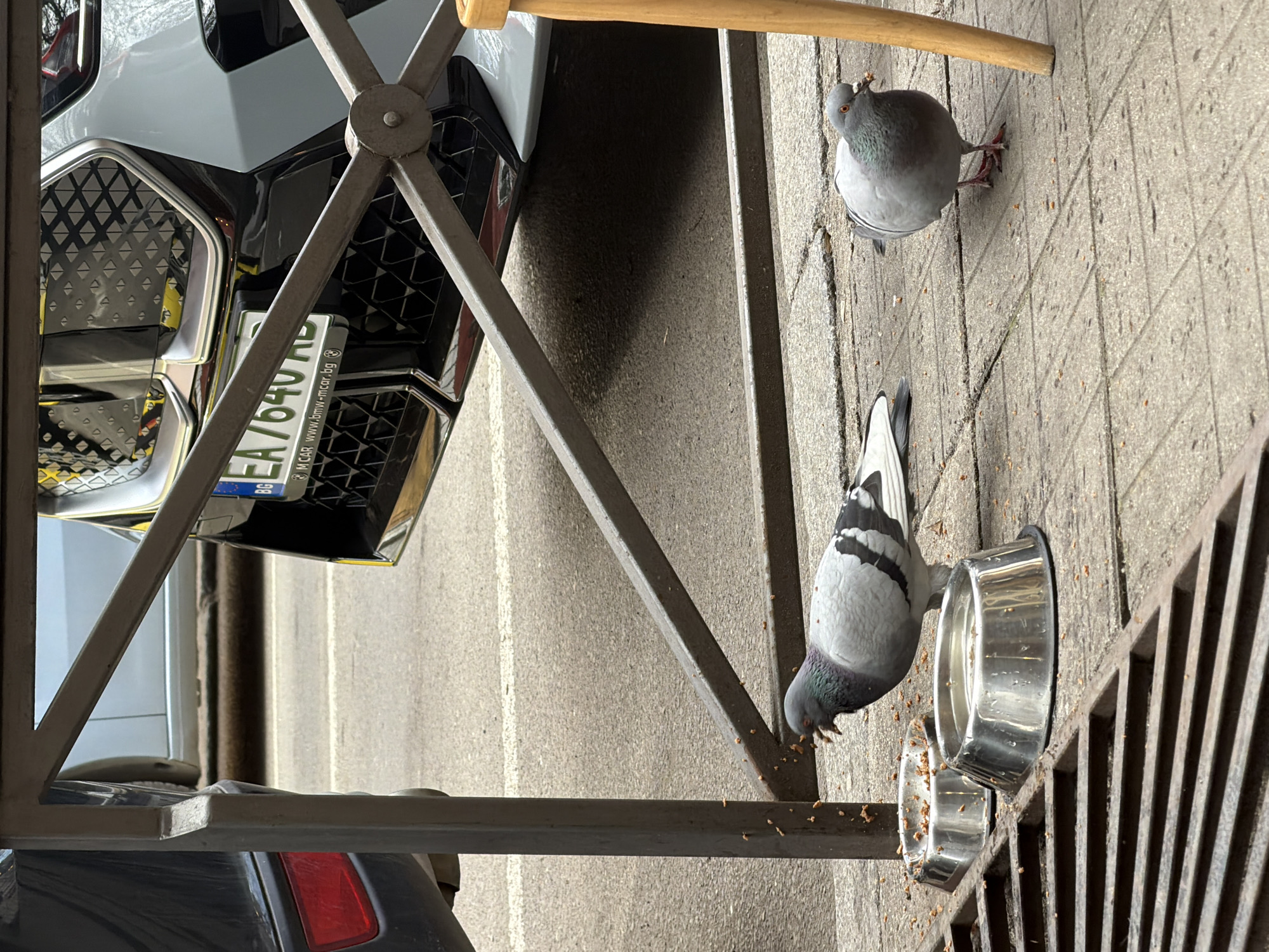 The scene depicts an urban outdoor environment on a paved sidewalk in Sofia, Bulgaria. Two grey pigeons are present on the grey pavement tiles. One pigeon, exhibiting iridescent green/purple neck feathers, is positioned with its beak open near a stainless steel bowl containing dry pet kibble, actively consuming the food. A second, plumper grey pigeon stands slightly to the right, also appearing to consume food. A second stainless steel bowl, containing water with some floating kibble remnants, is situated next to the food bowl. Scattered kibble is visible on the pavement around the bowls. A metal grate, possibly a drainage cover or part of a fixture, occupies the lower-left foreground. A light-colored wooden leg, likely from an outdoor chair or table, is partially visible on the far right. A grey metal barrier or railing structure partially frames the mid-ground. Beyond this barrier, an asphalt street features parked vehicles: the rear bumper and a red taillight of a dark-colored car are visible on the left. To the right, the front fascia of a light-grey BMW vehicle is visible, featuring a black geometric grille and a Bulgarian license plate displaying "BG EA 7640 AB". Below the license plate, text reads "M CAR www.bmw-mcar.bg", indicating the vehicle is from a BMW dealership in Sofia. No human subjects are visible.