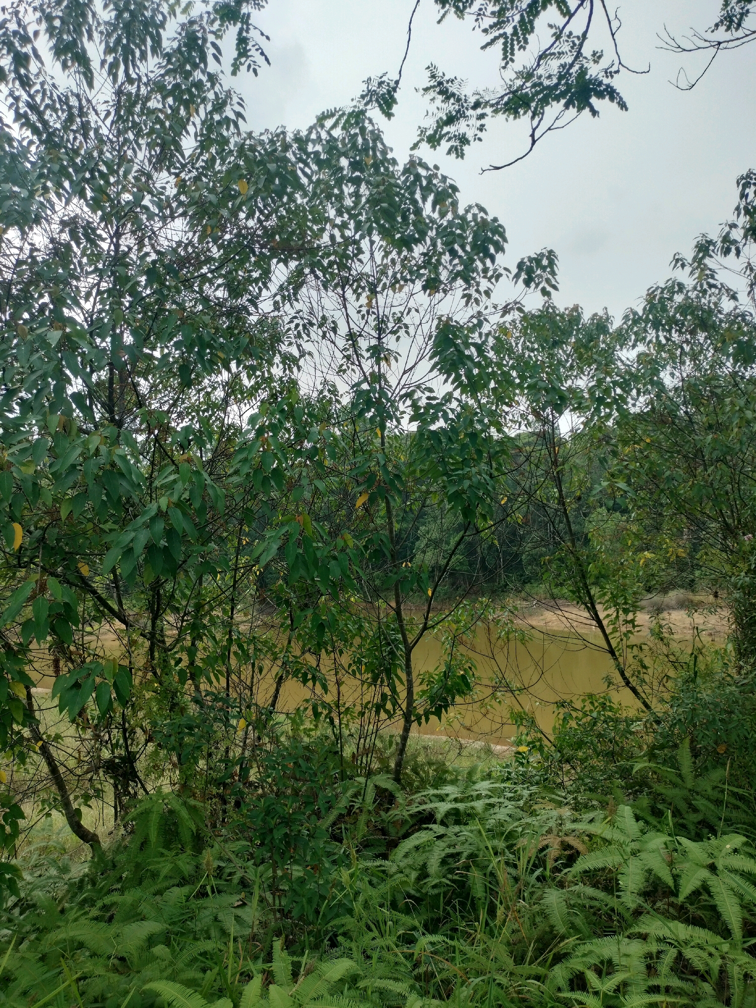 The image depicts a dense forest bordering a calm, murky body of water. Lush green ferns and various types of vegetation dominate the foreground, with trees whose branches extend towards a cloudy sky. The water's surface is still, reflecting the subdued light, and the opposite bank appears to be a sandy or muddy shoreline, overgrown with more greenery. This scene likely represents a natural area within or on the outskirts of Batam, Indonesia, possibly a mangrove swamp or a secluded riverbank, untouched by urban development. There are no visible people or animals in the frame.