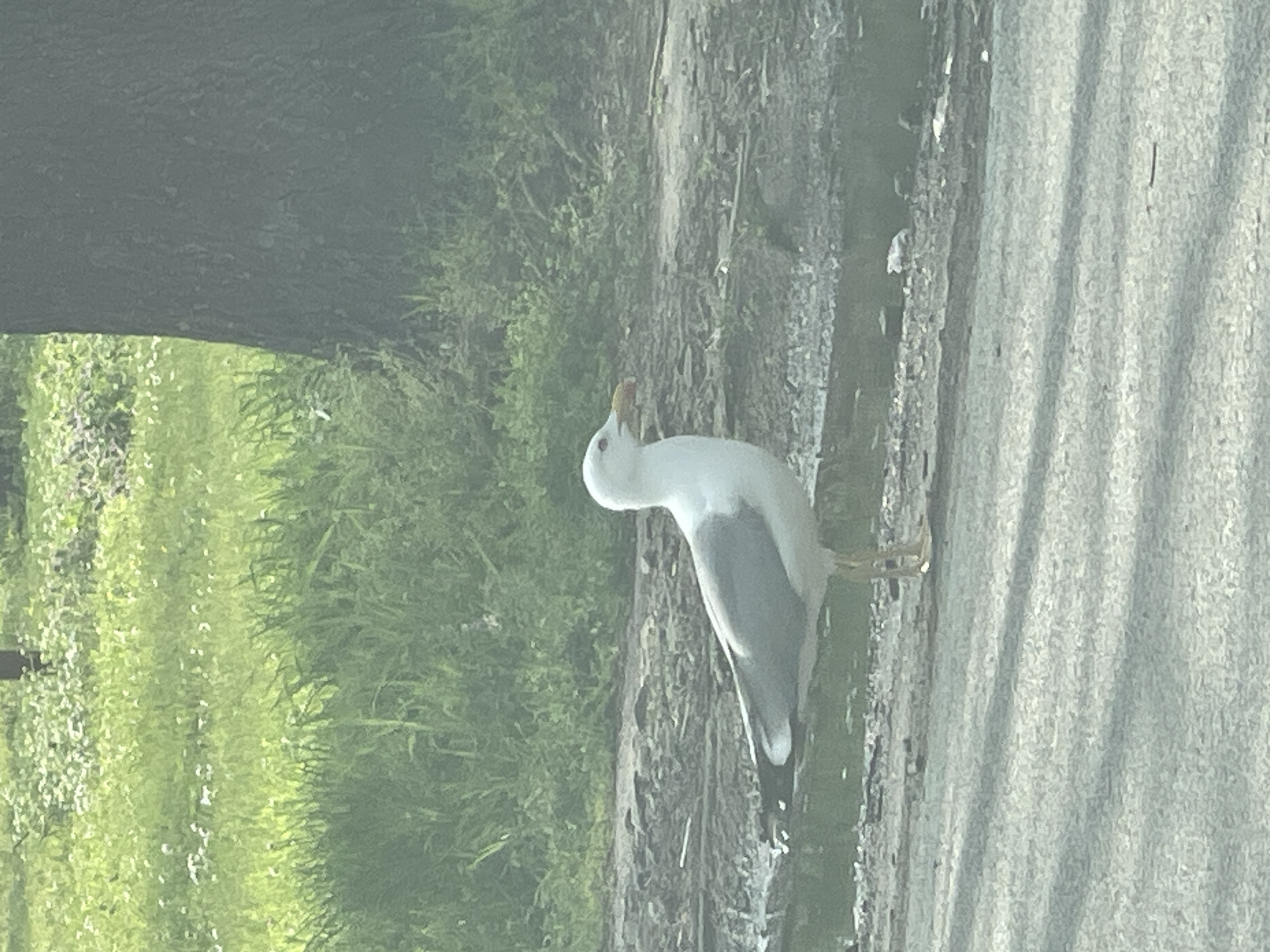 A white bird with grey wings is standing on the edge of a grey pavement next to green vegetation. The location is Burgas, Bulgaria.