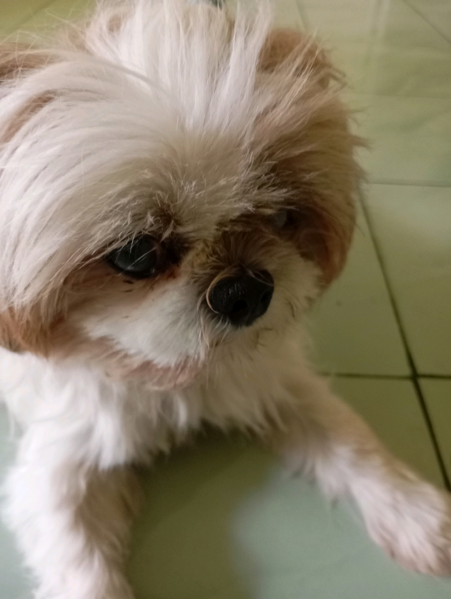 A close-up, slightly blurred, eye-level shot captures a Shih Tzu dog lying on a light green tiled floor. The dog's fur is predominantly white with tan markings on its head and ears. Its eyes are dark and appear to be looking downwards and to the right of the frame. The dog's nose is black and prominent. The background consists of the tiled floor, which appears to be indoors, possibly in a residential setting within Balikpapan, Indonesia. The lighting is subdued, casting soft shadows. The overall impression is one of a domestic pet in a relaxed pose.