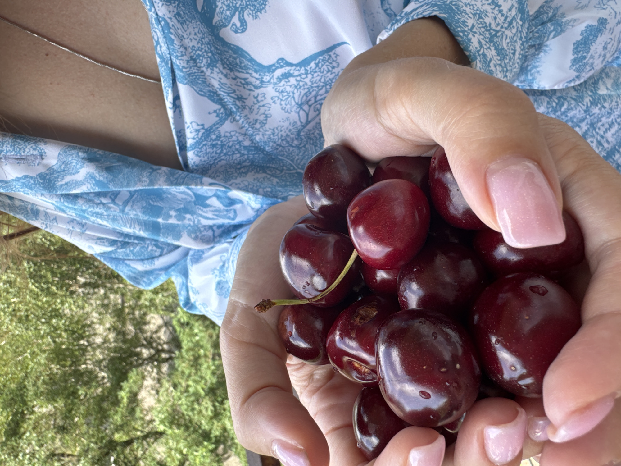 A close-up shot captures a pair of hands holding a cluster of ripe, dark red cherries. The cherries are glossy and appear to have water droplets on their surface, suggesting they might have been recently washed or are dewy. The hands have neatly manicured nails painted a light, shimmery pink. Behind the cherries and hands, a blue and white patterned garment is visible, possibly a dress or top, with a subtle silver necklace resting on the neckline. The background is blurred, showing lush green foliage, hinting at an outdoor setting. The lighting suggests it could be daytime, possibly with soft, diffused light. The overall impression is one of freshness and natural abundance.