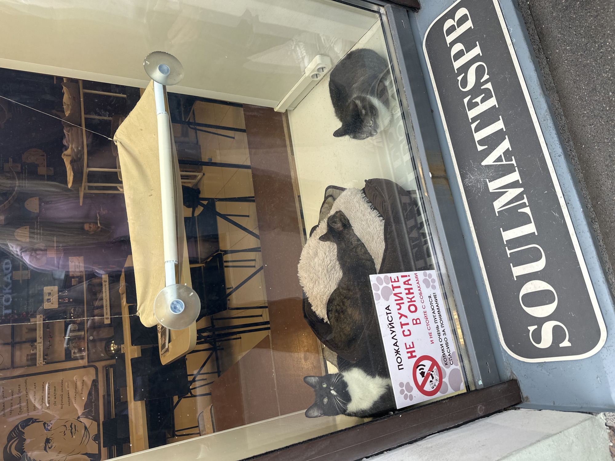 The image shows a street-level view of a shop window in Saint Petersburg, Russia. The window displays three cats. The cat on the left is black and white, facing forward and looking at the camera. In the center, a dark-colored cat is curled up on a soft bed, partially obscured. To the right, a grey and white cat is sitting and looking towards the left. A sign is affixed to the window, written in Russian, which translates to "Please do not knock on the window! The cats are very scared. Thank you for your understanding." The sign also features paw prints and a graphic of a dog with a red circle and slash over it. Below the window, a dark grey mat with the white text "SOULMATESP" is visible on the shop's doorstep. The shop appears to be a pet-related establishment, possibly a pet cafe or a pet store, given the presence of cats and the sign. The background inside the shop shows tables, chairs, and shelves, suggesting it is a commercial space. Reflections of the street and possibly pedestrians can be seen on the glass.