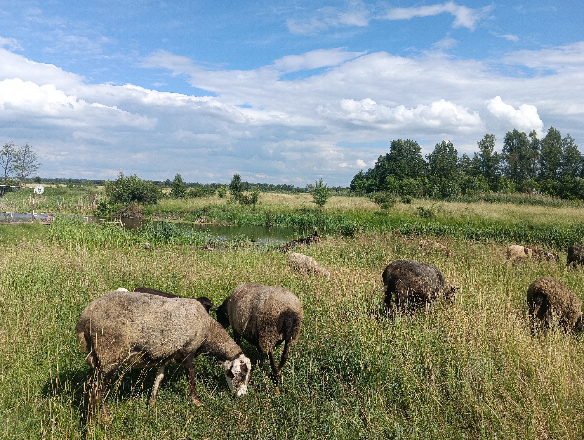 An outdoor, medium shot captures a flock of sheep grazing in a grassy field with a pond in the background under a partly cloudy sky. In the foreground, two sheep are prominently visible. The sheep on the left is light brown and white with its head down, grazing. To its right, another sheep, also light brown and white, is seen from behind, with its head down and grazing. Further into the field, more sheep are dispersed, some grazing and others standing.
The environment is a rural landscape. The field is covered in tall, green and golden grass. A calm body of water, likely a pond or small lake, is situated in the middle ground, surrounded by reeds and vegetation. Beyond the water, a line of trees forms the horizon, with a denser wooded area to the right. In the far left of the image, a white sign with black markings and a horizontal bar is visible on a pole, possibly indicating a speed limit or other regulation. The sky above is a bright blue, dotted with fluffy white and gray clouds. The lighting suggests it is daytime, possibly late morning or early afternoon, with the sun casting shadows.