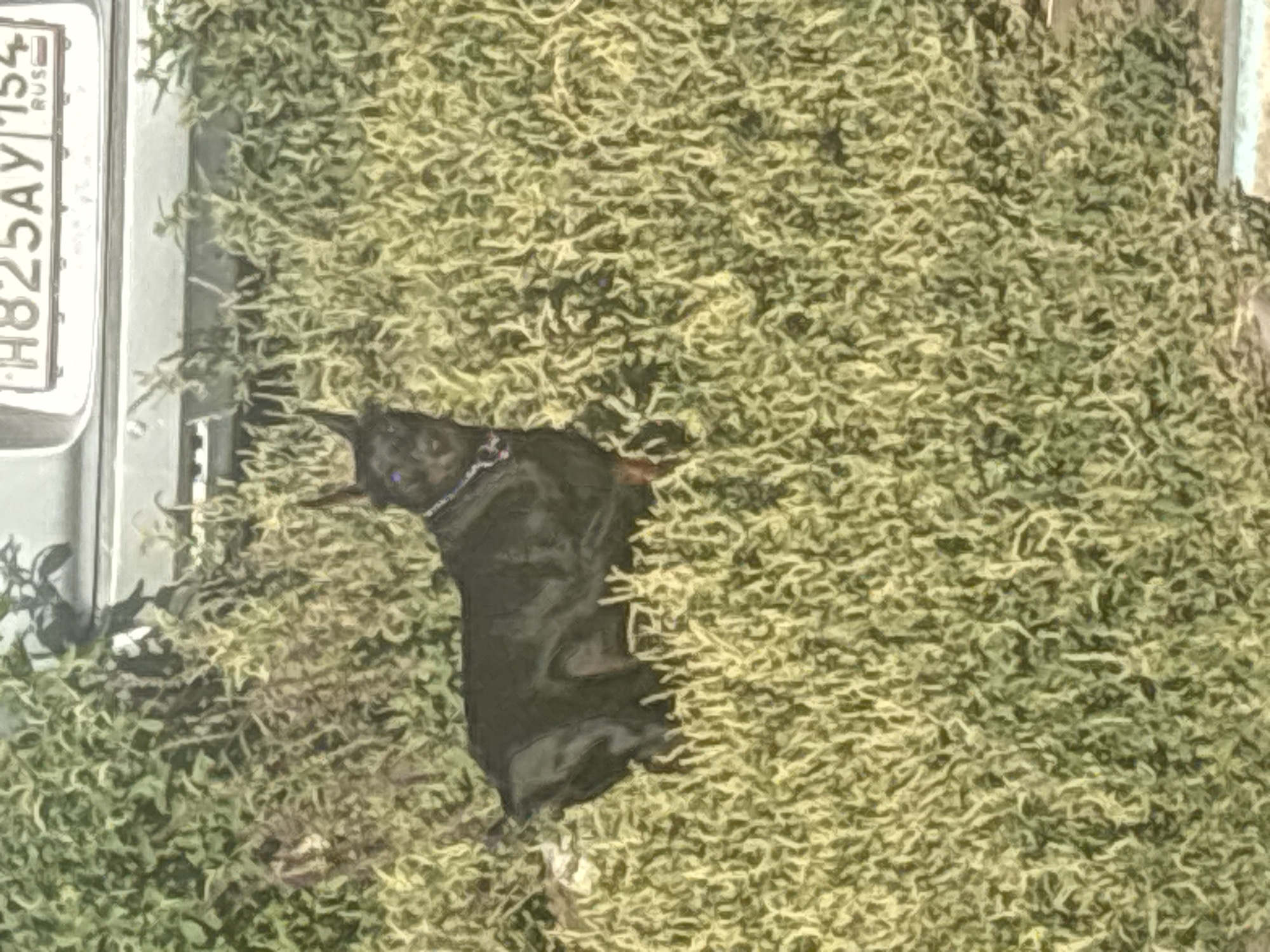 A black Doberman Pinscher dog stands in overgrown green grass. The dog has pointed ears and is wearing a purple collar. Behind the dog, a portion of a silver car is visible with a license plate that reads "H825AY 154 RUS". The image was taken in the city of Ob, Russia.