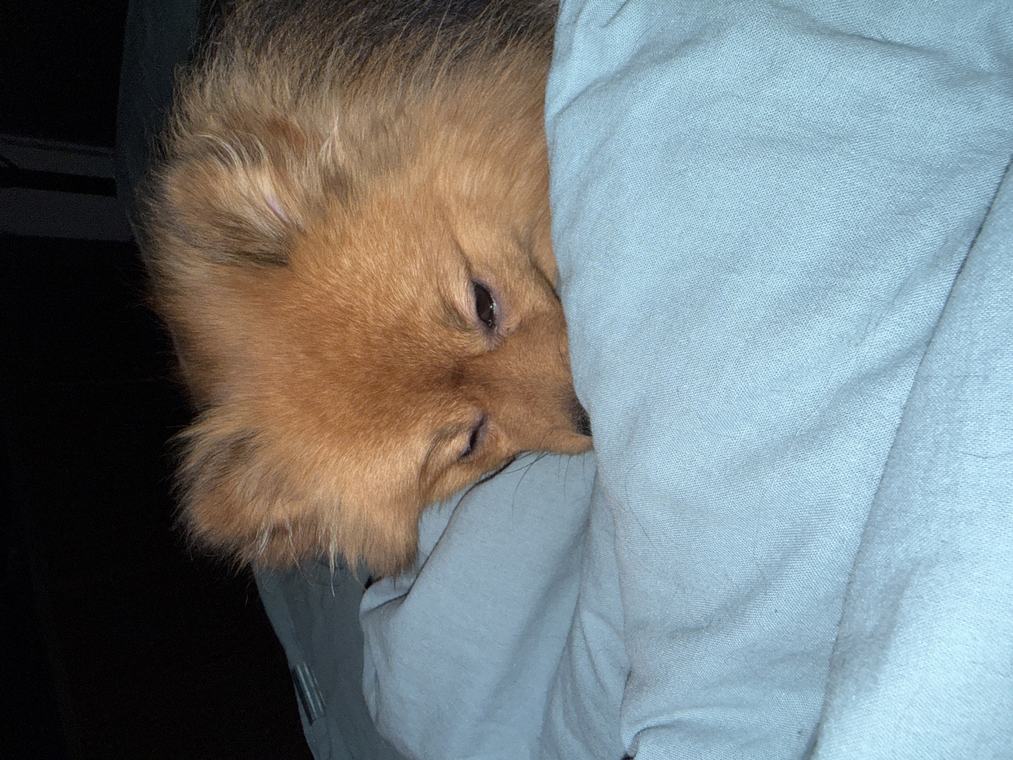 A close-up shot depicts a small, brown dog nestled partially under a light blue blanket. The dog's head is visible, showing its fur and closed eyes, suggesting it is sleeping or resting. The background to the left is dark and out of focus. There is no indication of the location being Khimki, Russia.
