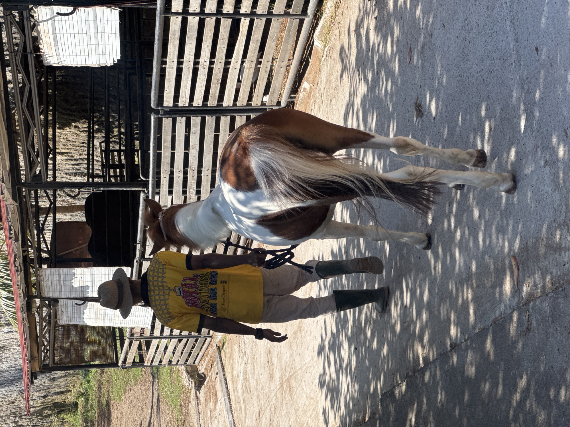 A man in a straw hat, a yellow t-shirt with "ROYAL SPORT HORSE" printed on the back, tan pants, and green rubber boots walks on a paved path, leading a pinto horse with a white and brown coat. The horse is walking beside the man, on his right. They are in an outdoor enclosure with wooden fences and a covered structure overhead. The environment appears to be an animal farm or stable, possibly in Kuta Selatan, Indonesia, given the tropical foliage visible in the background and the style of the structures. Sunlight creates dappled shadows on the path. The man is holding a dark rope attached to the horse's halter.
