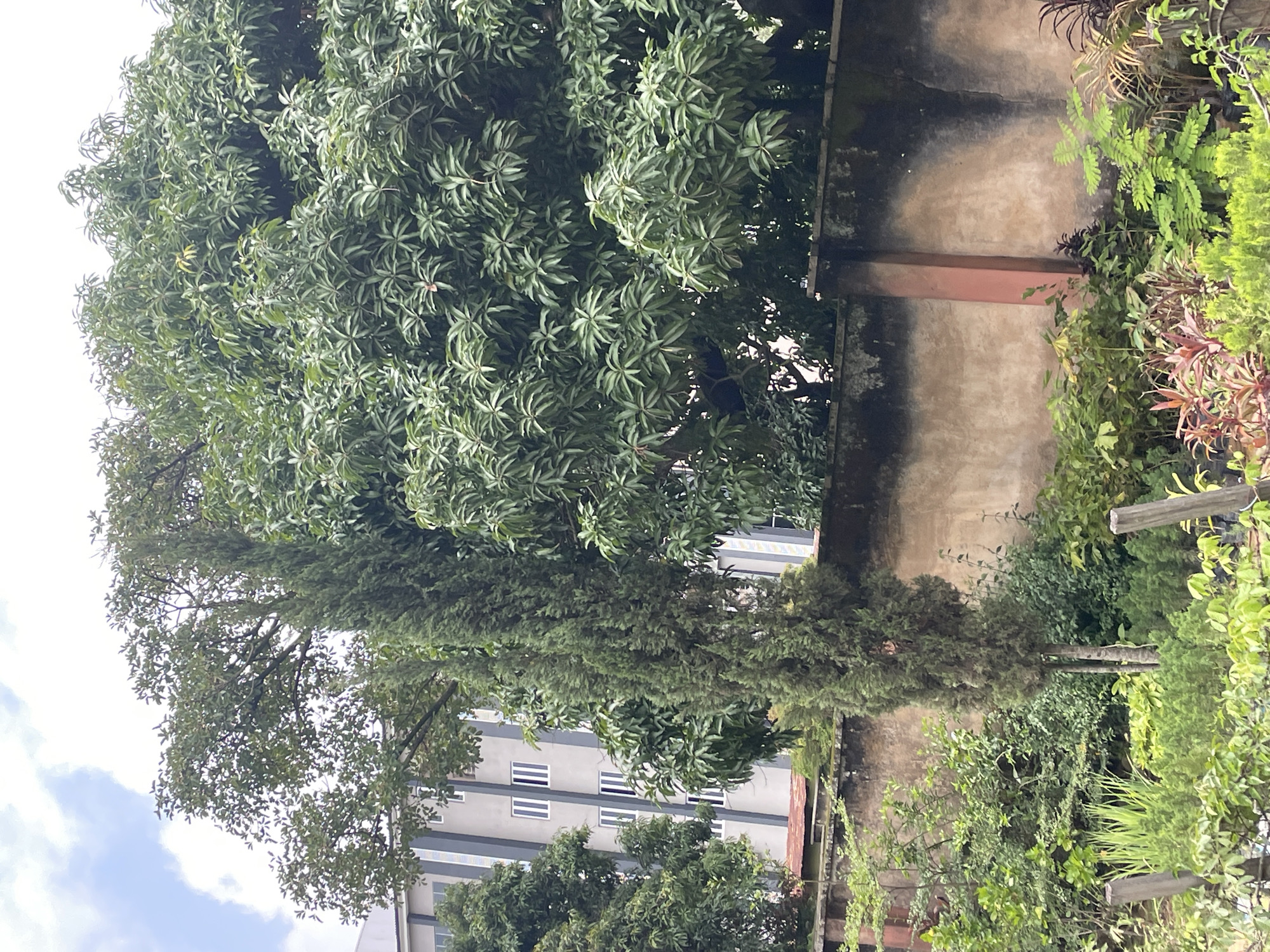 This image shows a view of a residential building with multiple floors, characterized by its grey facade and rows of white-paned windows, set behind a weathered concrete wall topped with a darker concrete border. Lush green trees, including a prominent, tall, conical evergreen and a large mango tree with dense foliage, dominate the foreground and midground, obscuring parts of the building. The foreground features a variety of smaller plants and saplings, many in black plastic bags, arranged in what appears to be a nursery or garden. The overall setting suggests a tropical or sub-tropical climate. The presence of the building and the style of the vegetation are consistent with an urban or semi-urban environment in Jos, Nigeria. The image is captured in daylight, with a partly cloudy sky visible.