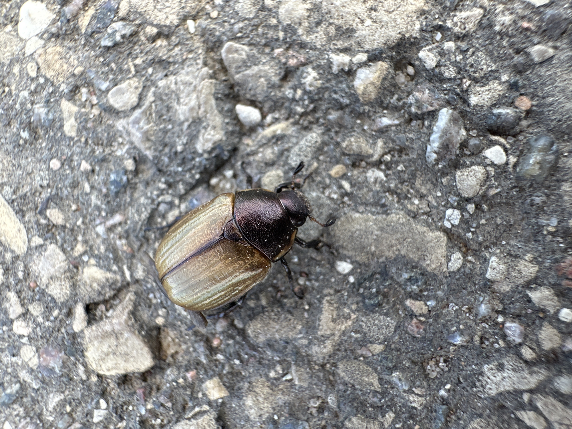 A close-up, overhead shot captures a medium-sized beetle with a dark, iridescent head and a light brown, ridged body resting on a rough, gray asphalt surface. The asphalt is composed of various-sized gray and lighter-colored stones. The beetle is positioned slightly to the left of the center of the frame. The lighting suggests it is daytime. The scene is devoid of any human presence. The location is identified as Norviliškės, Lithuania.
