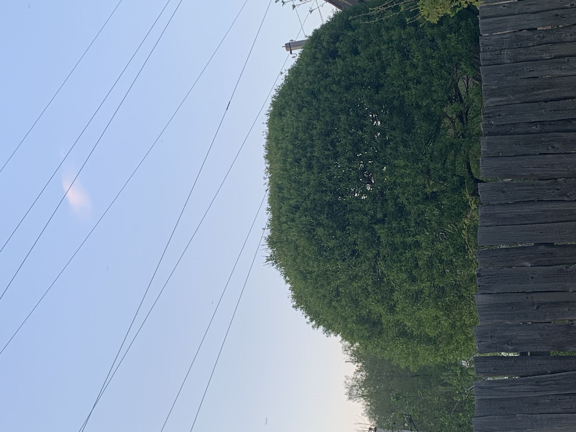 A verdant bush abuts a weathered wooden fence. Overhead, power lines traverse the sky. The location is Фоки, Russia.