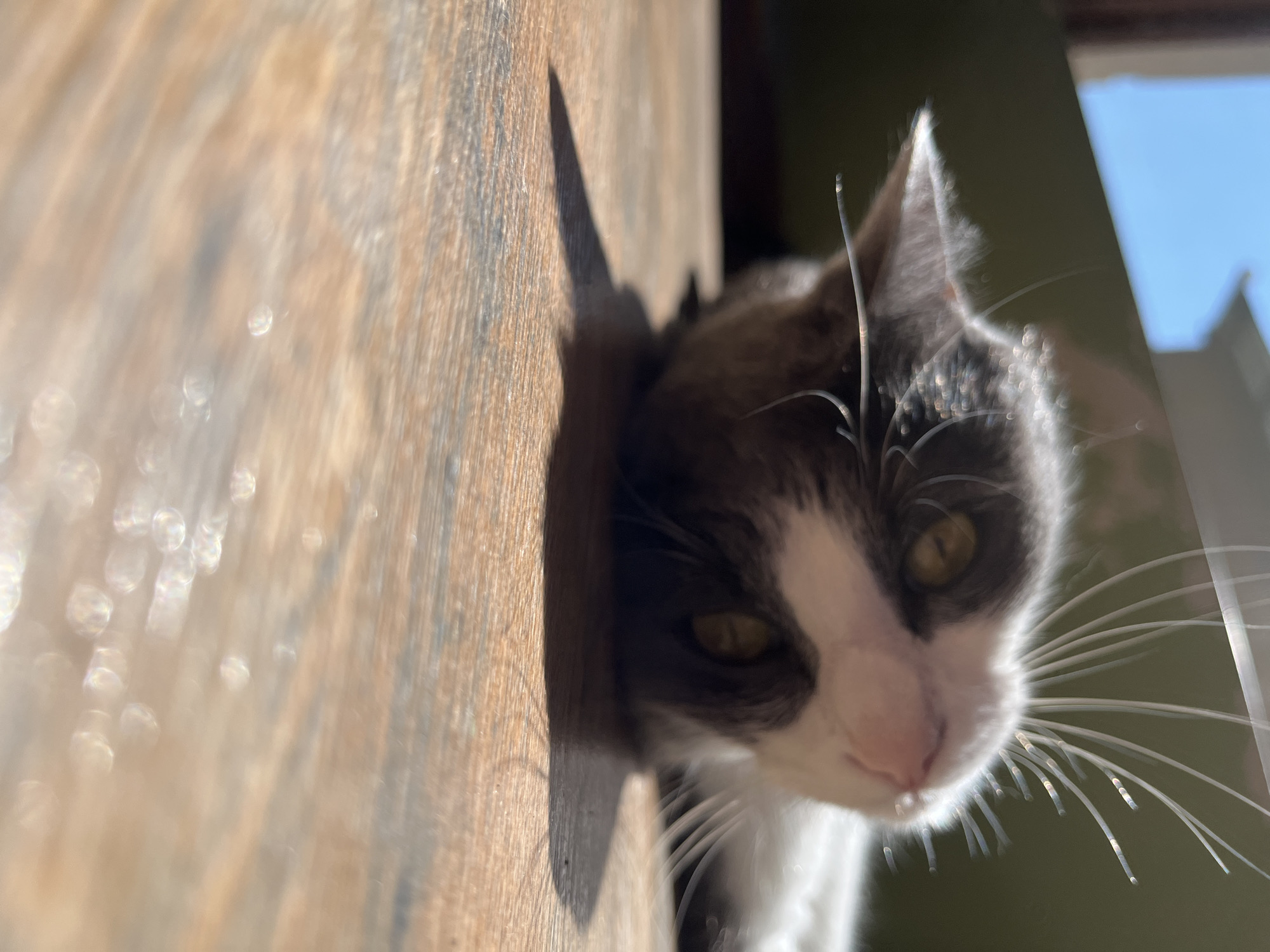 A cat is lying on its back on a wooden surface, with its head tilted and its eyes looking upwards. The cat has grey and white fur, and its whiskers are prominent. The background is blurred, but appears to be an outdoor scene with a blue sky and some greenery. Sunlight is hitting the cat and the wooden surface, creating bright highlights and shadows. The image seems to have been taken in Ureki, Georgia.