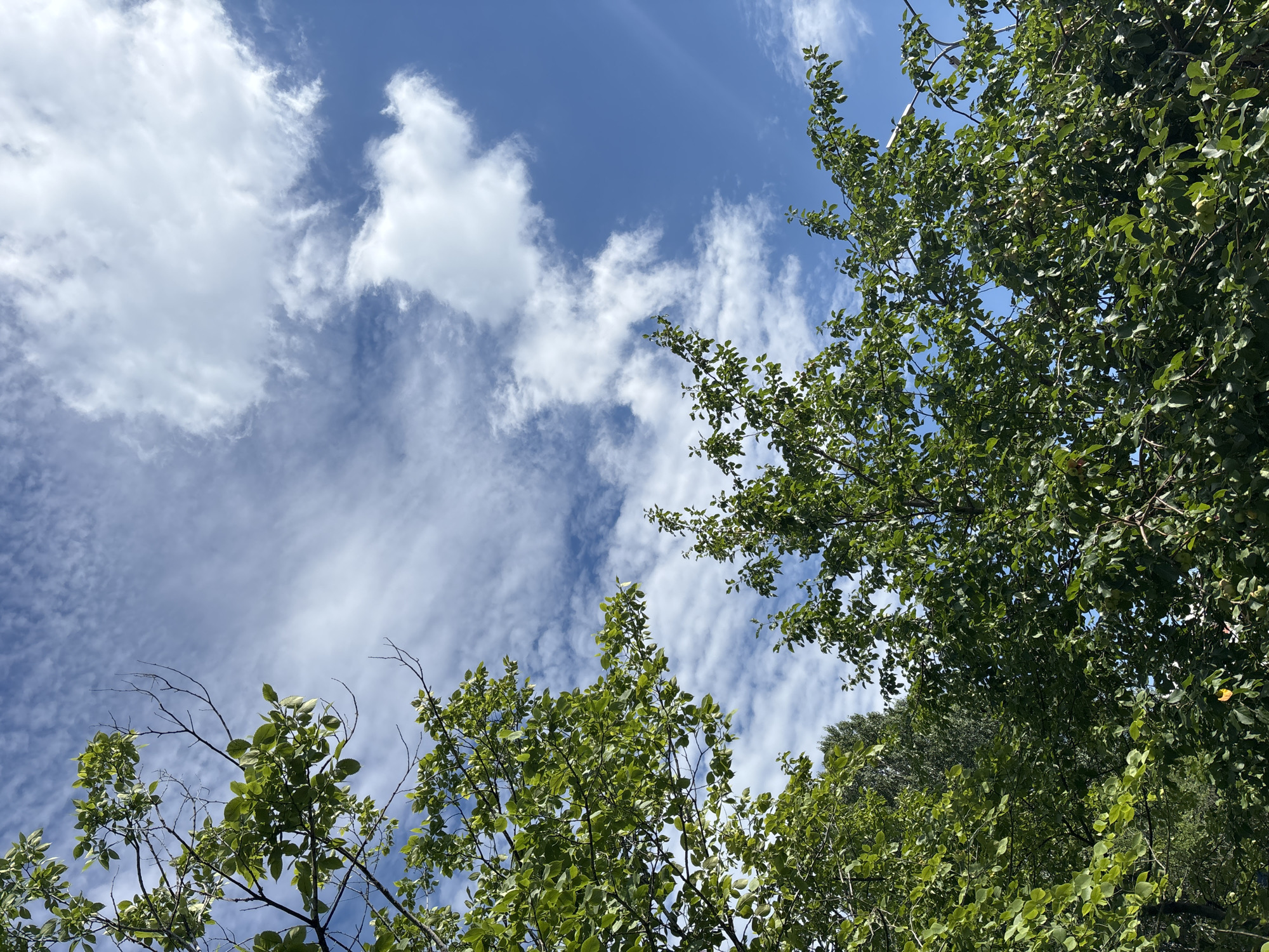 This is a low-angle, eye-level shot of green trees against a blue sky with wispy white clouds. The image appears to be taken outdoors in a natural setting, likely in a park or residential area within Naberezhnye Chelny, Russia, given the presence of deciduous trees commonly found in the region. The foliage is dense and vibrant, suggesting a warm season. The sky is bright with scattered clouds, indicating daylight. There are no people, structures, or discernible man-made objects in the frame. The overall impression is one of natural beauty and a clear, pleasant day.
