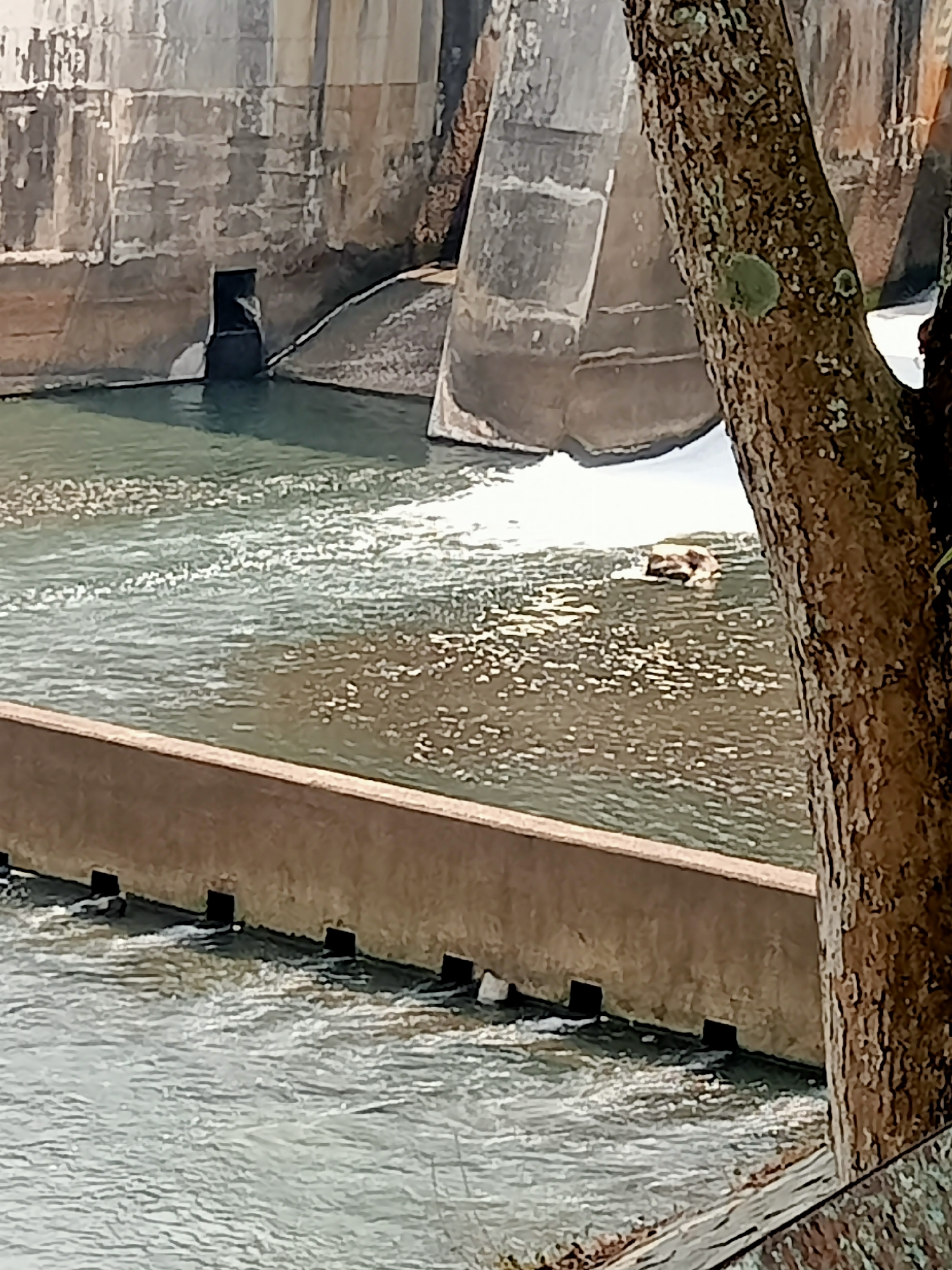 The image depicts a section of a large concrete dam, with water flowing from an opening near the base. In the foreground, a textured tree trunk is partially visible on the right side, obscuring a portion of the dam and the water. The water is flowing outward from the dam, creating a turbulent surface with white foam in the distance. A small, rectangular object, possibly debris or a very small raft, is floating in the water. The dam itself is constructed of rough, weathered concrete, showing signs of age and erosion. The environment appears to be a water management facility, likely a reservoir or spillway, given the presence of the dam and the controlled water flow. There are no people visible in the scene. The location is not specified within the city of Tiudan, Indonesia.