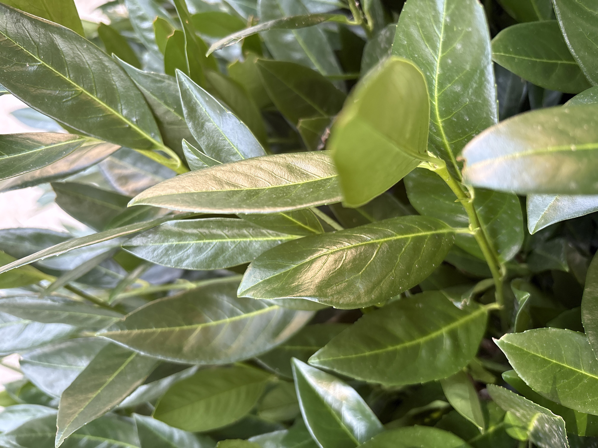 The image is a close-up, eye-level, full-frame shot of lush, green leaves. The lighting suggests it is daytime, with some leaves catching the sunlight, creating highlights and showcasing the texture and veins of the foliage. The leaves are ovate with pointed tips and appear to be from a shrub or tree. The background is softly blurred, indicating a shallow depth of field. There are no people or discernible objects other than the leaves themselves. The scene is natural and appears to be outdoors.