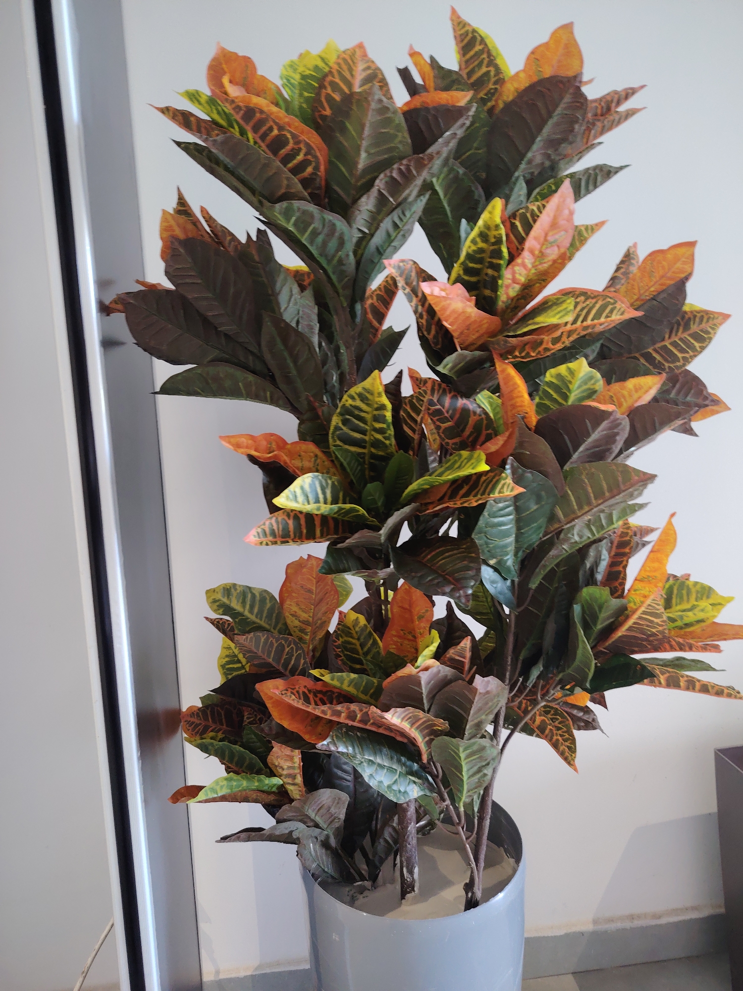 An indoor potted plant, likely a Croton variety, is shown in the center of the frame. The plant has broad, leathery leaves with a vibrant display of colors, including deep green, yellow, orange, and red, with some leaves showing variegated patterns. The plant is tall and bushy, with multiple stems. It is potted in a smooth, cylindrical, light gray planter that appears to be made of metal or plastic. The planter is sitting on a gray surface, possibly a floor, with a thin gray border along the wall. To the left of the plant, a tall, sleek structure with vertical silver and black stripes is visible, suggesting it might be a door frame or a decorative architectural element. The background is a plain, light-colored wall, with a subtle shadow cast on it from the plant and the adjacent structure. The overall lighting is soft and diffused, indicating an indoor setting. There are no people visible in the image. The location in the city of Konigil, Uzbekistan, is not discernible from the image.