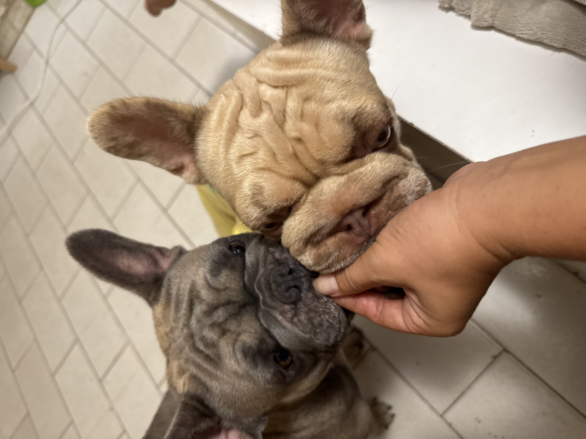 Two French bulldogs are being fed a treat by a person's hand. The dog on the left is brindle colored and has dark fur around its eyes and muzzle. The dog on the right is a lighter fawn color with many wrinkles on its face. Both dogs are leaning in to take the treat from the hand. The background consists of tiled flooring and a white surface. The image does not contain any information to suggest the location is San Benedetto del Tronto, Italy.