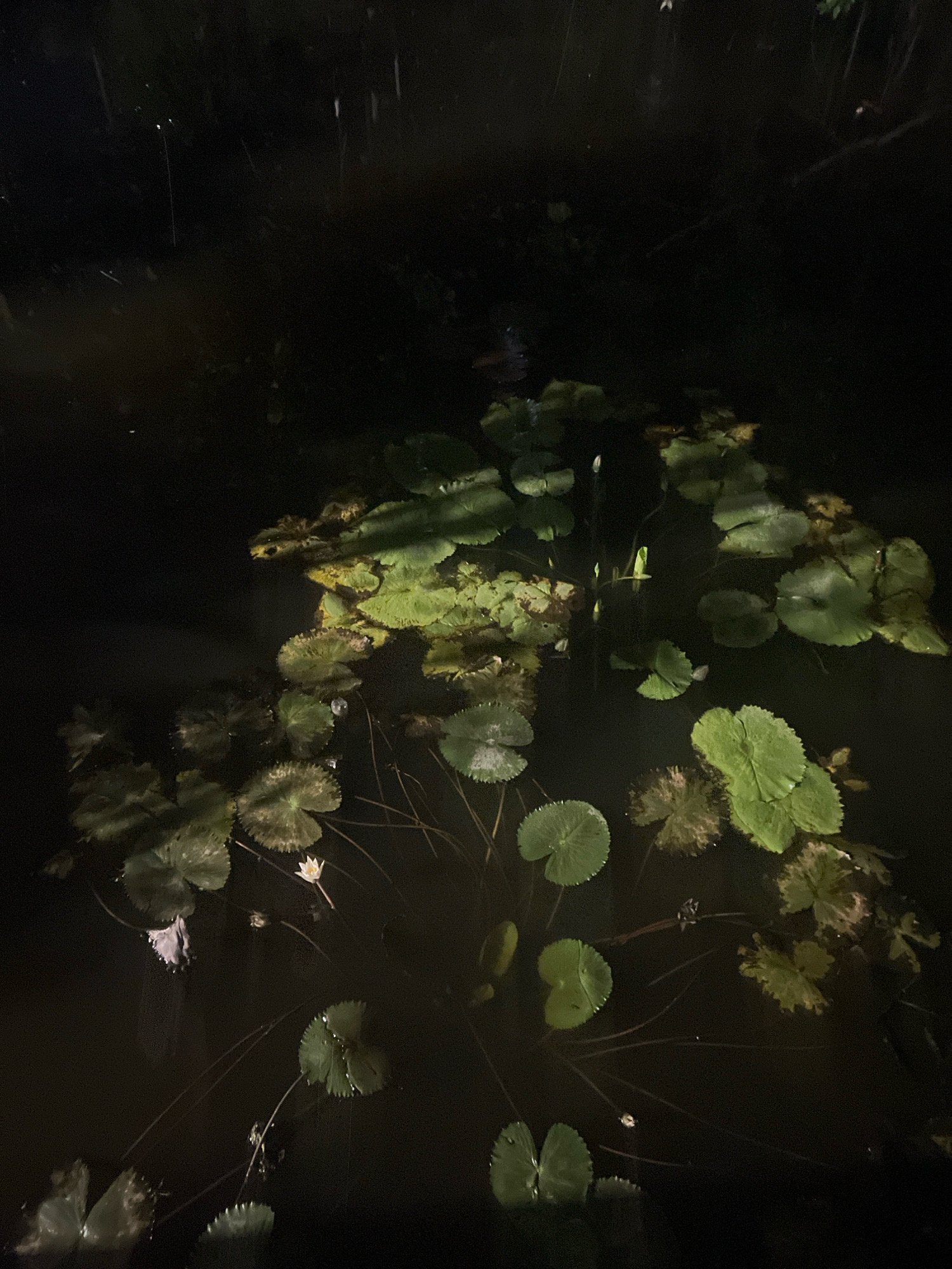 The image depicts a dimly lit pond at night, possibly in Hoi An, Vietnam, with numerous lily pads floating on the dark water. Several lily pads are a vibrant green, while others show signs of age with brown edges. There are a few small white lily flowers blooming, adding subtle pops of color against the dark backdrop. Thin, dark stems extend from beneath the water, supporting the lily pads and flowers. The surrounding environment is dark and indistinct, with what appears to be vegetation or trees hinted at in the upper portion of the frame. The water's surface reflects some of the ambient light, creating faint highlights. The scene is serene and captures a natural aquatic environment in low light conditions.