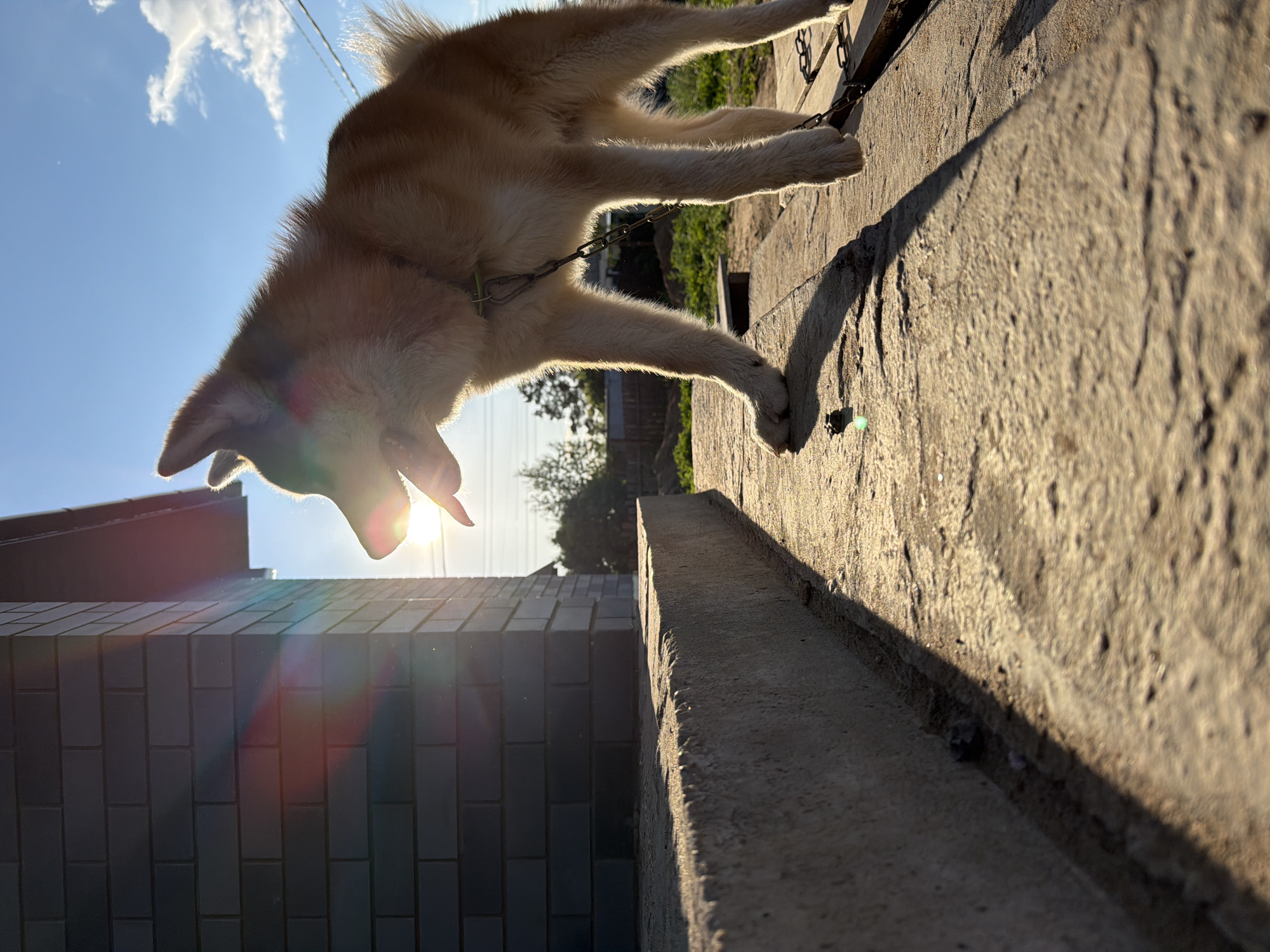 This image depicts an outdoor scene in Chaikovsky, Russia, under strong direct sunlight, likely during the golden hour. The central subject is a medium-sized dog, appearing to be an Akita, with light brown fur, positioned in profile facing left. The dog stands on a textured, light-colored concrete surface, with its mouth slightly ajar and tongue extended. A light-colored collar with an attached metal chain is visible around its neck and extending towards the lower right, partially obscured by its front leg.
To the left of the dog, a section of a building constructed with dark grey bricks is present. The sun, positioned behind the building and the dog, casts strong lens flares across the left side of the image and illuminates the dog's fur with a bright rim light. Long, distinct shadows are cast from the dog and the building onto the concrete surface, extending towards the viewer. The background features a clear blue sky with sparse white clouds, along with distant green foliage and what appear to be utility lines or wires, indicative of a rural or semi-urban environment. No people are visible in the frame.