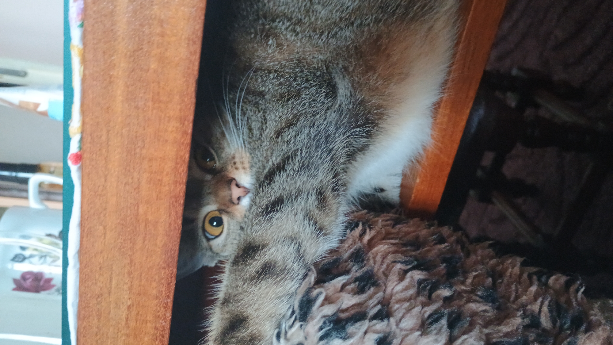 A tabby cat peeks out from under a wooden table. Its eyes are wide and yellow. The cat's fur is a mix of gray, brown, and black tabby markings. A furry brown and black blanket is visible to the left of the cat. The background shows a hint of a shelf with a patterned mug and other objects. The scene appears to be indoors.