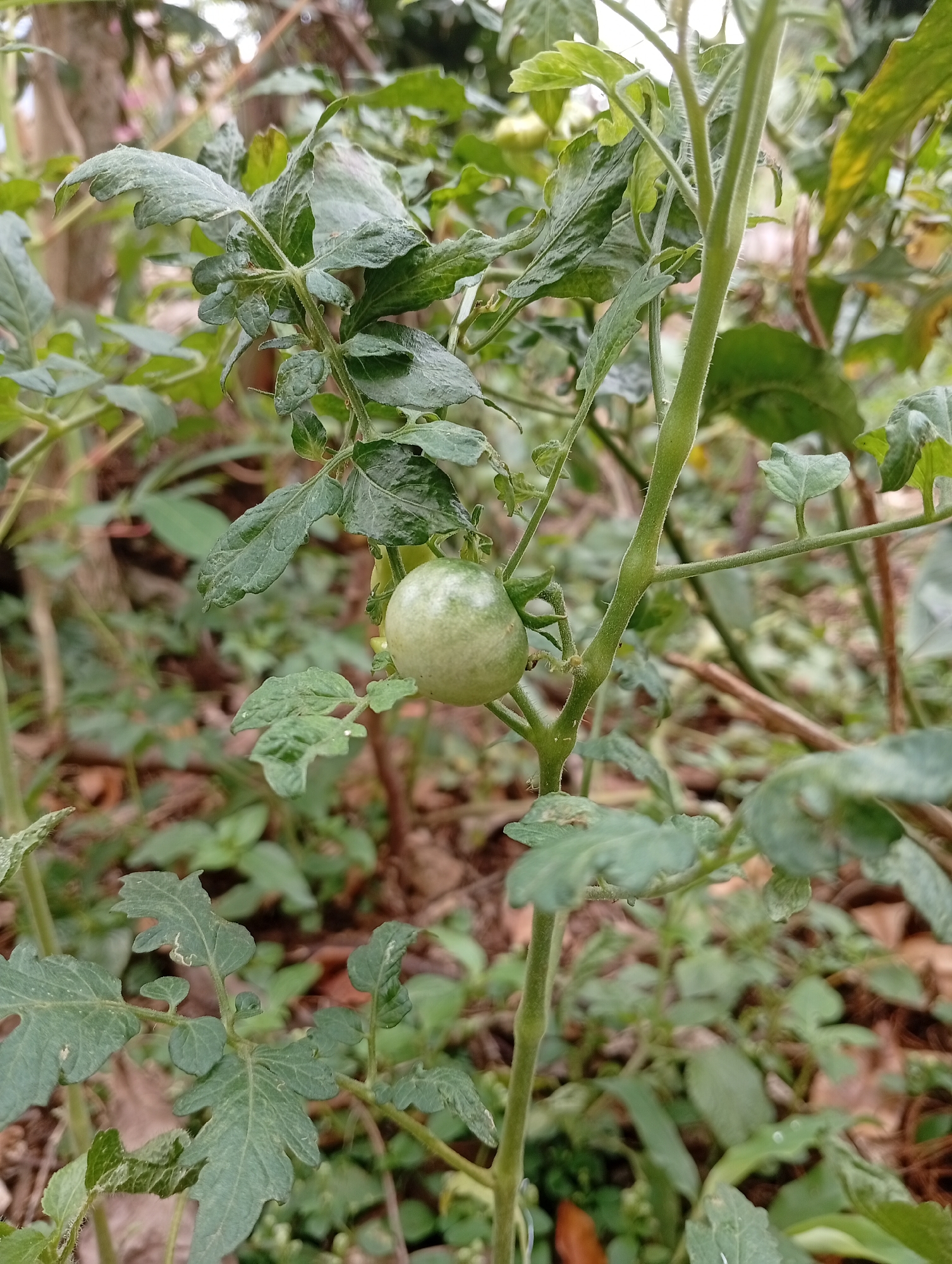 In the city of Cisitu, Indonesia, a close-up, medium-angle shot focuses on a young tomato plant with a single, small, green tomato. The plant's stem is sturdy and covered in fine hairs. Its leaves are a deep green and have a slightly wrinkled texture. The tomato itself is round and light green, with a faint sheen. The background is a blur of natural foliage, with hints of brown soil and fallen leaves visible. The overall impression is one of a developing fruit in a natural outdoor setting.
