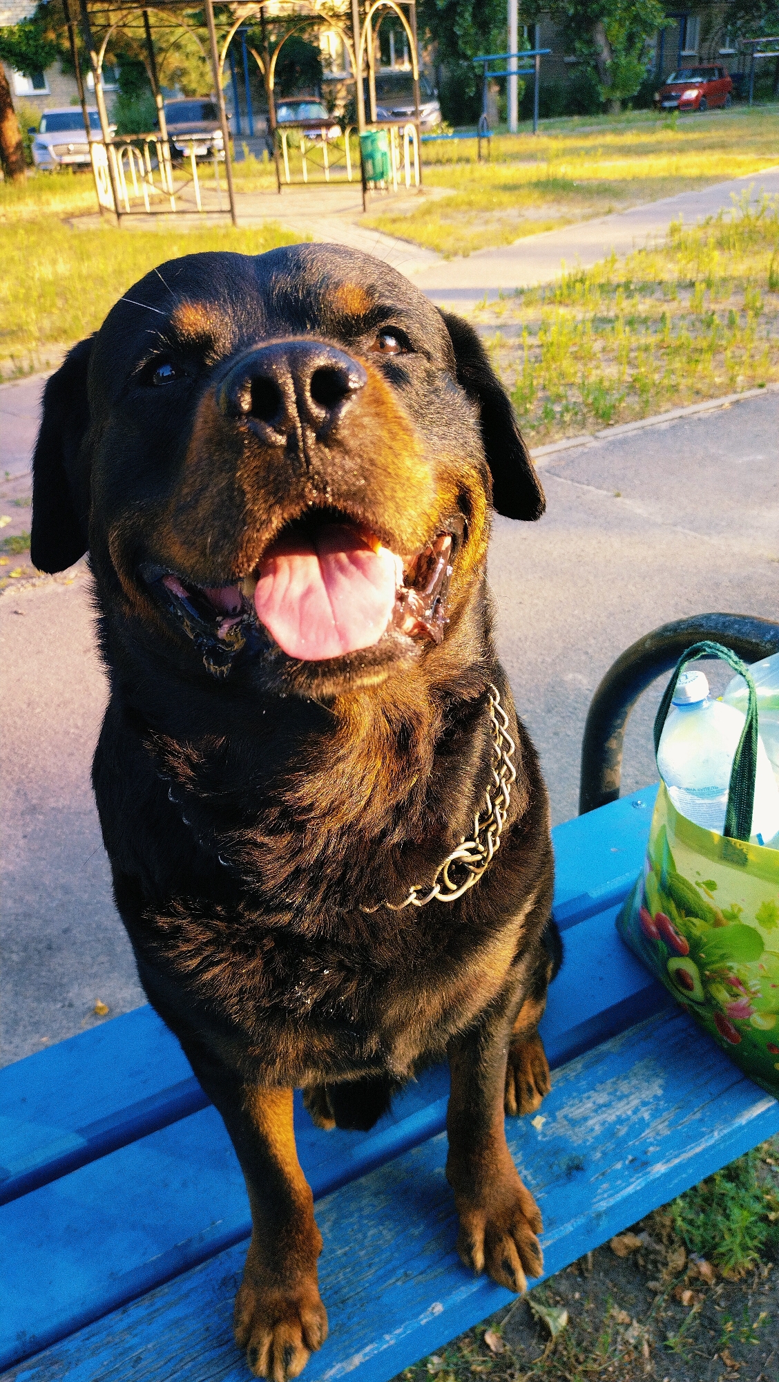 A Rottweiler dog is sitting on a blue park bench. The dog is black and tan, with a golden chain collar. It is panting with its tongue hanging out. In the background, there is a park with trees, grass, and a gazebo. There are also some cars parked in the distance, and a red car is visible on the street. The scene appears to be in the city of Horishni Plavni, Ukraine, based on the context provided. A reusable shopping bag filled with bottles is to the right of the dog on the bench.