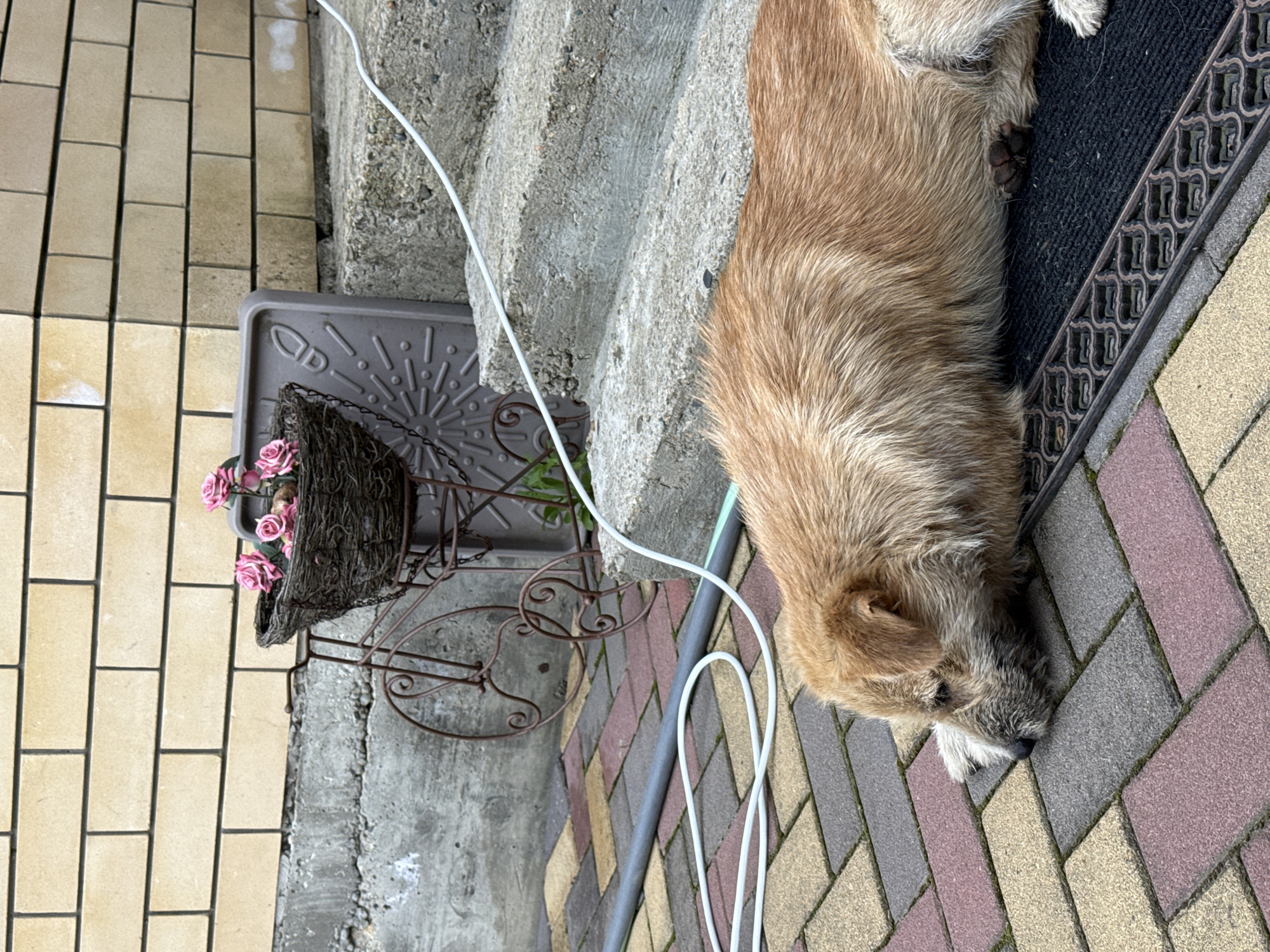 A shaggy, light brown and grey dog is lying on its side, resting on an outdoor mat. The dog's head is on the right side of the frame, facing towards the lower right corner, with its snout touching multi-colored pavers. Its body is mostly on a dark, patterned doormat with an intricate, possibly wrought iron design.
To the left of the dog, concrete stairs ascend upwards, with a white cable running along them and across the ground. Beside the stairs, on the left side of the image, stands a decorative metal plant stand with scrollwork. It holds a woven, dark-colored hanging basket containing several pink artificial roses. Near the base of the plant stand, a grey plastic or metal cover with a sunburst-like pattern and the letters "AD" inscribed on it is visible.
The ground surface varies, with light beige rectangular bricks on the far left, multi-colored (reddish-brown, grey, and beige) interlocking pavers on the right, and the dark doormat under the dog. A dark grey pipe or hose runs parallel to the white cable on the right side of the frame. The scene appears to be an outdoor domestic area, possibly a patio or porch, during daytime with diffused light. The dog appears relaxed.